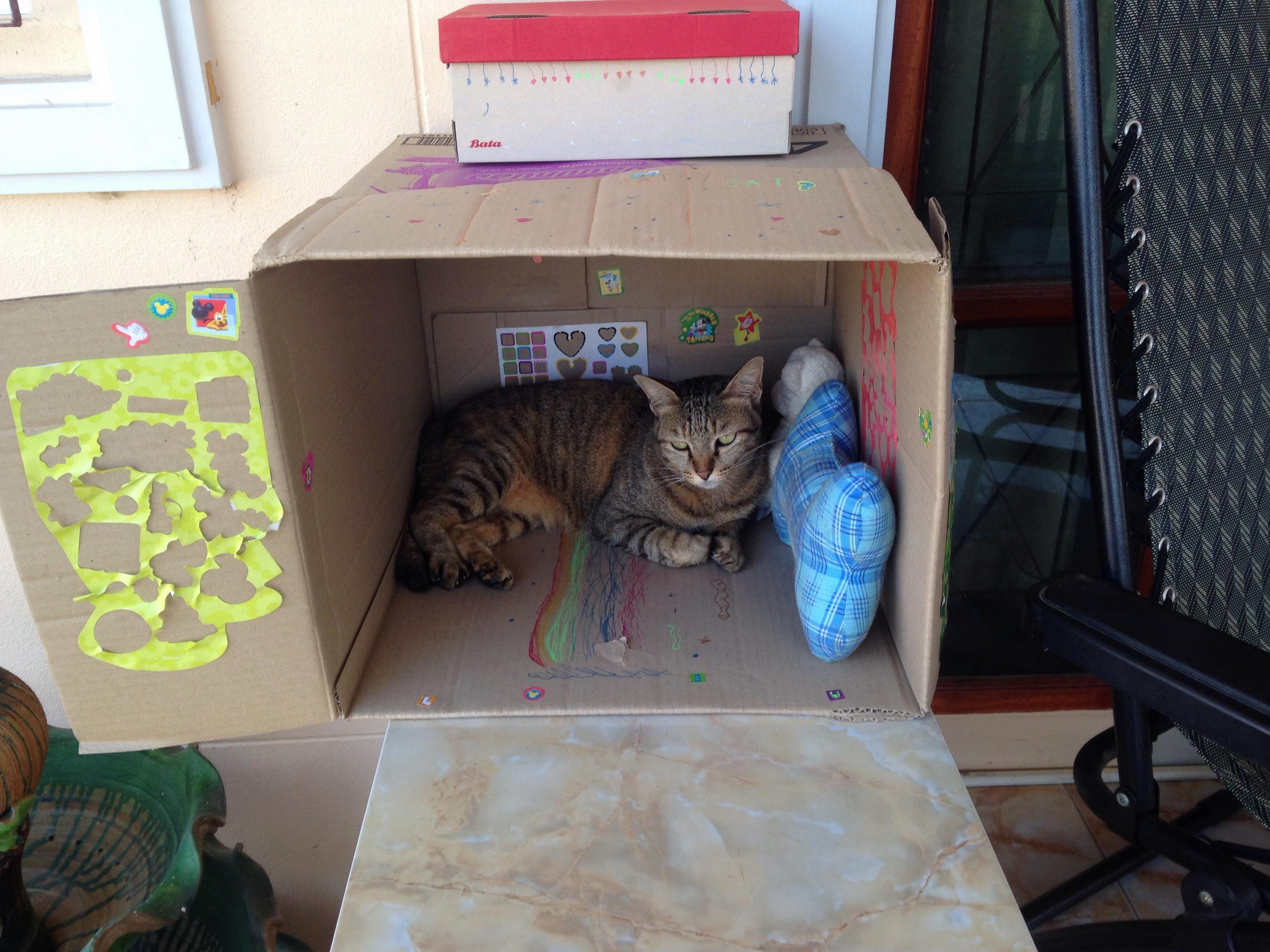 My Daughter Made Tiger a Little House Today.