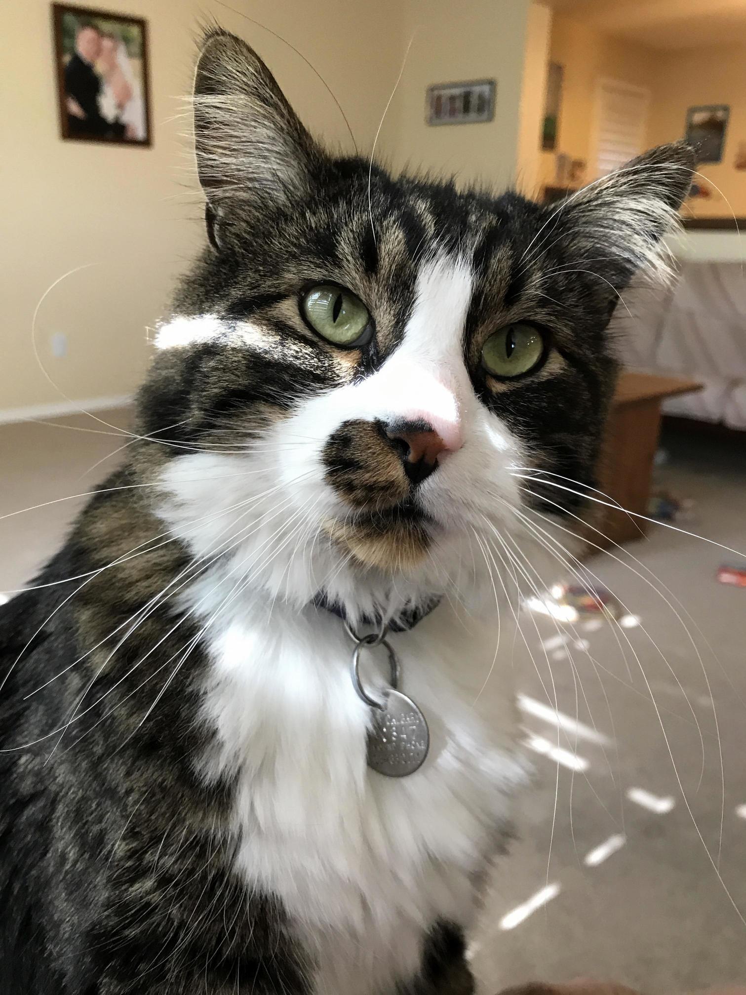 My Daughters Cat Rajah