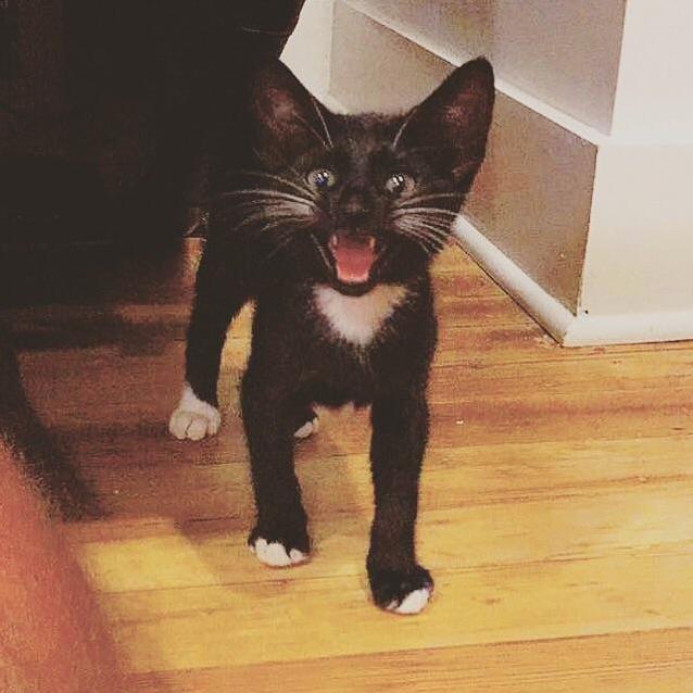 My Ferocious New Friend