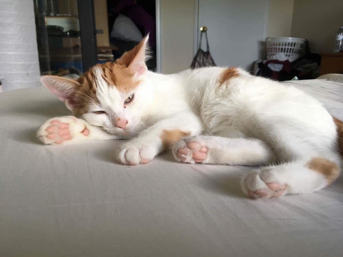 My First Cat Shes a Little Devil but I Love Her.