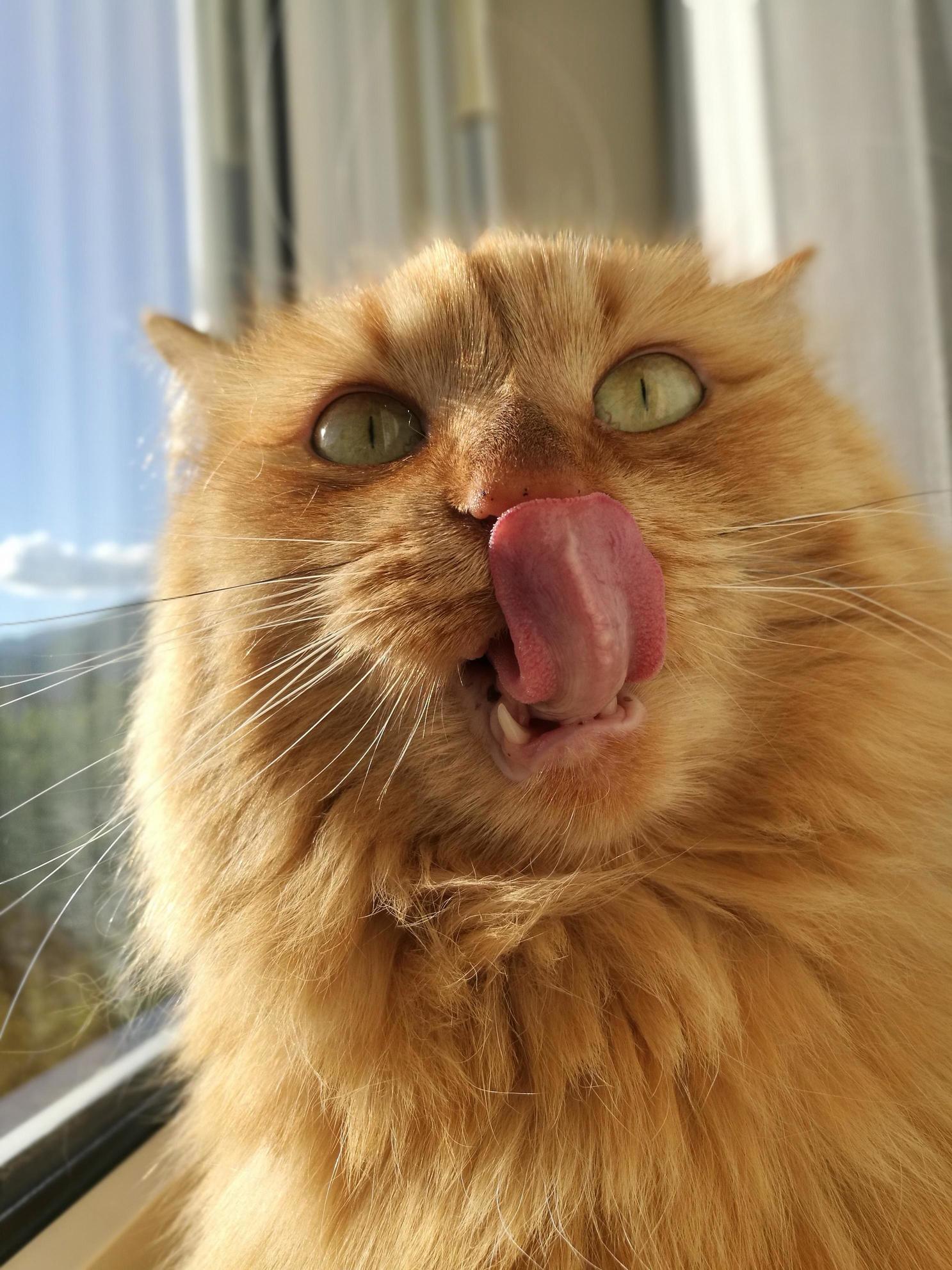 My Four Year Old Maine Coon Destiny