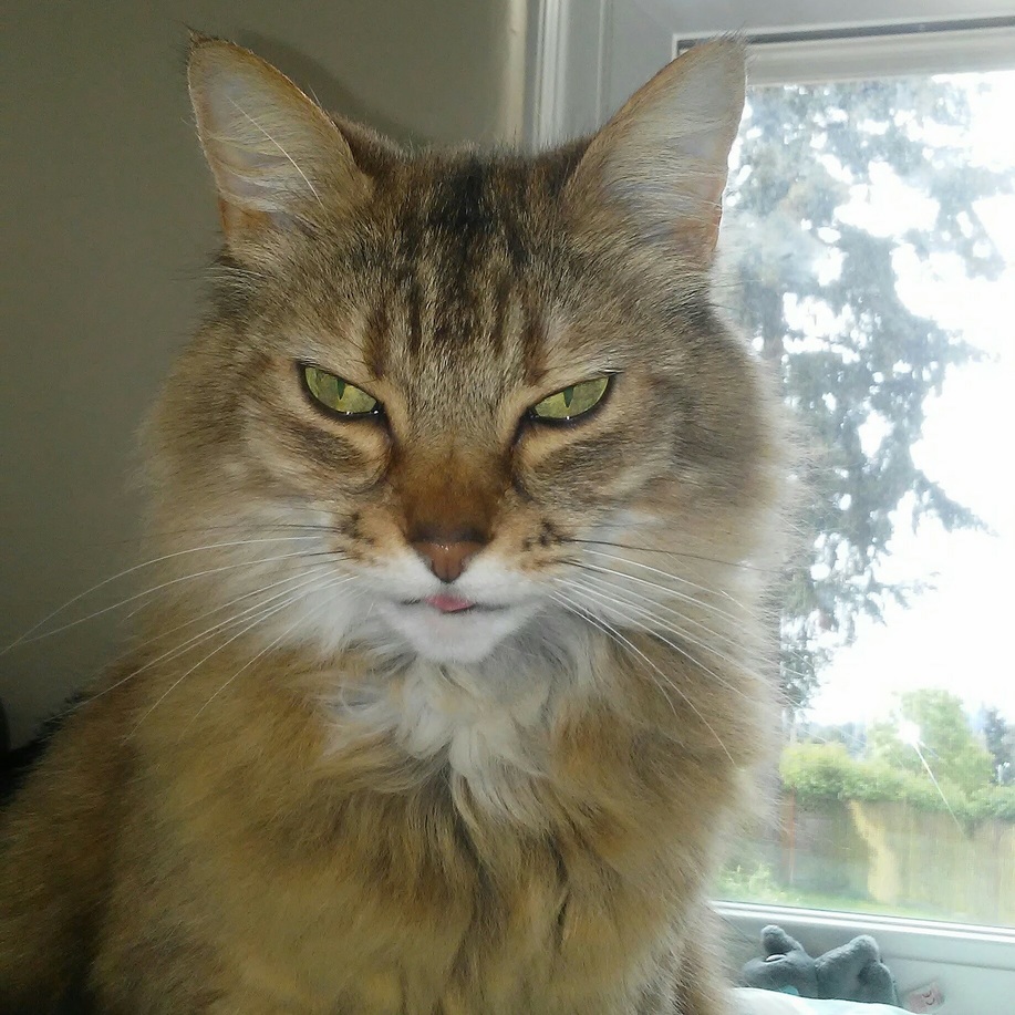 My Friend Tybee Giving an Indignant Micro-blep.
