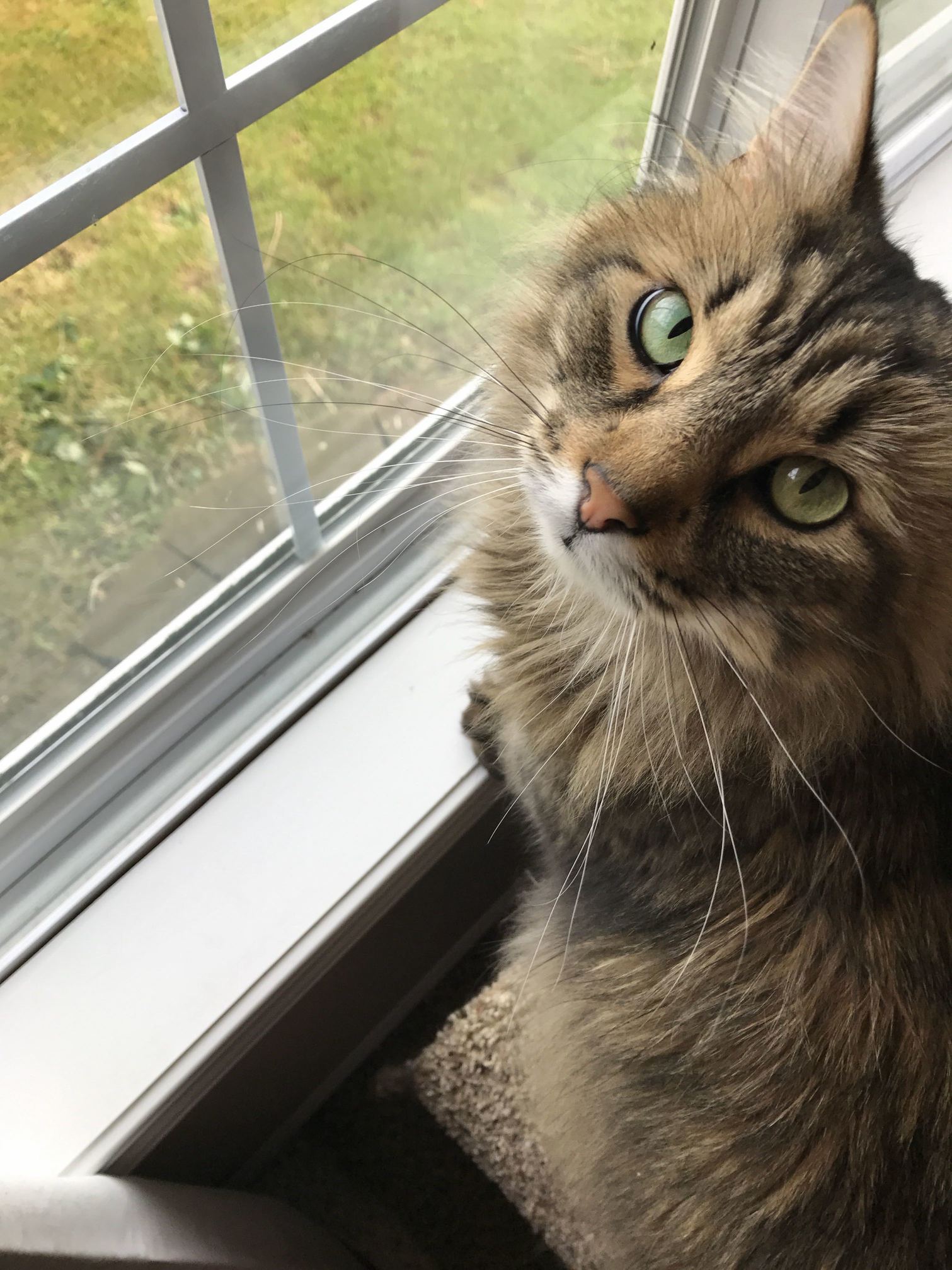 My Friends Majestic Cat Cinder