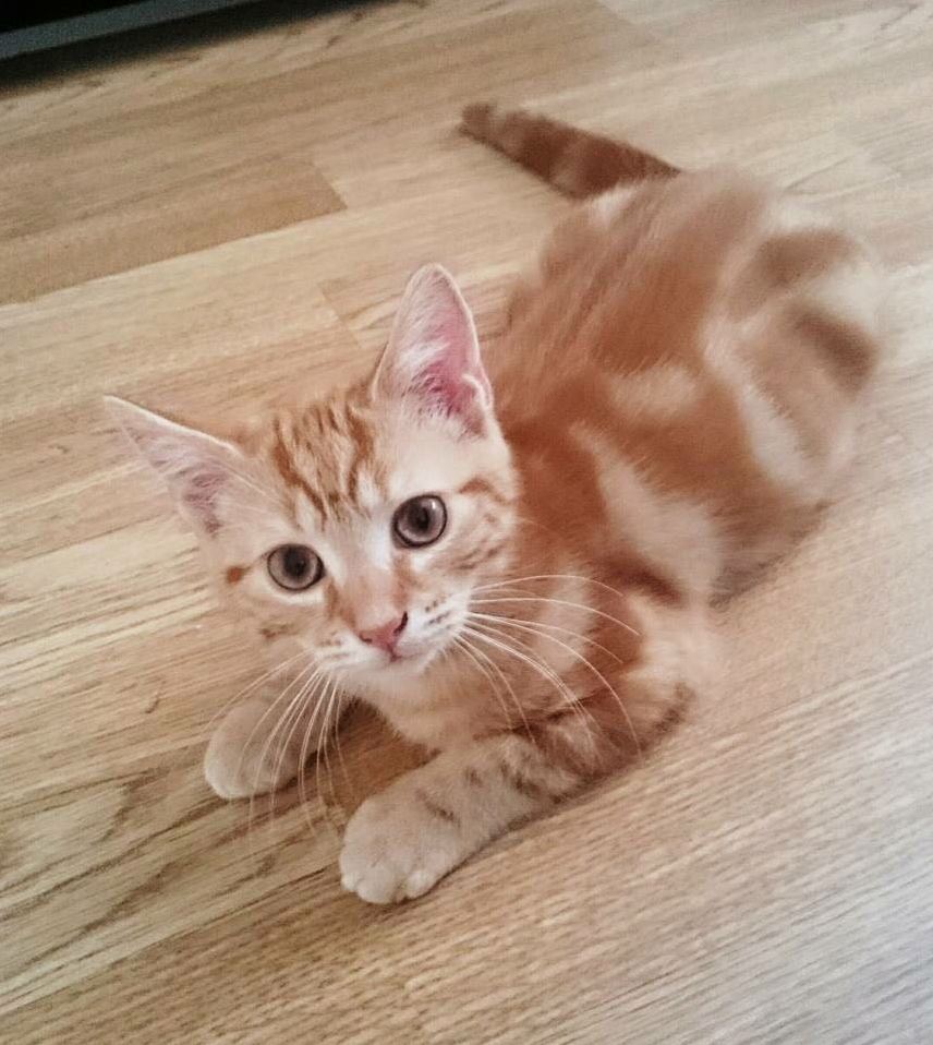 My Ginger Baby Is One Today