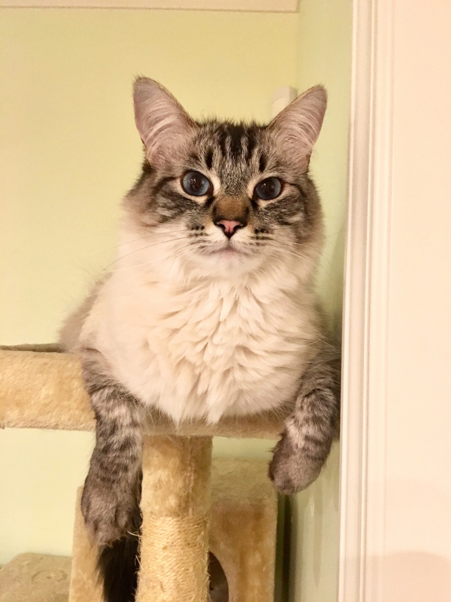My Girlfriend Woke Odin Up for This Photo He Expressed His Opinion with This Look