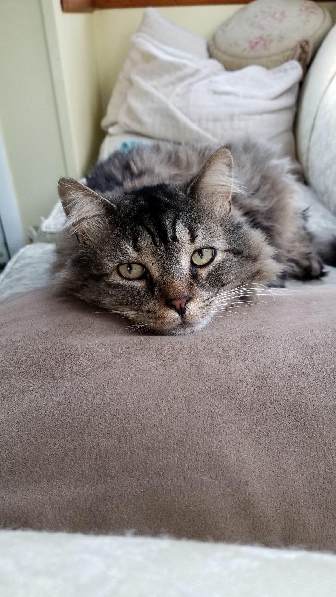 My God Cat-son Is One Handsome Model