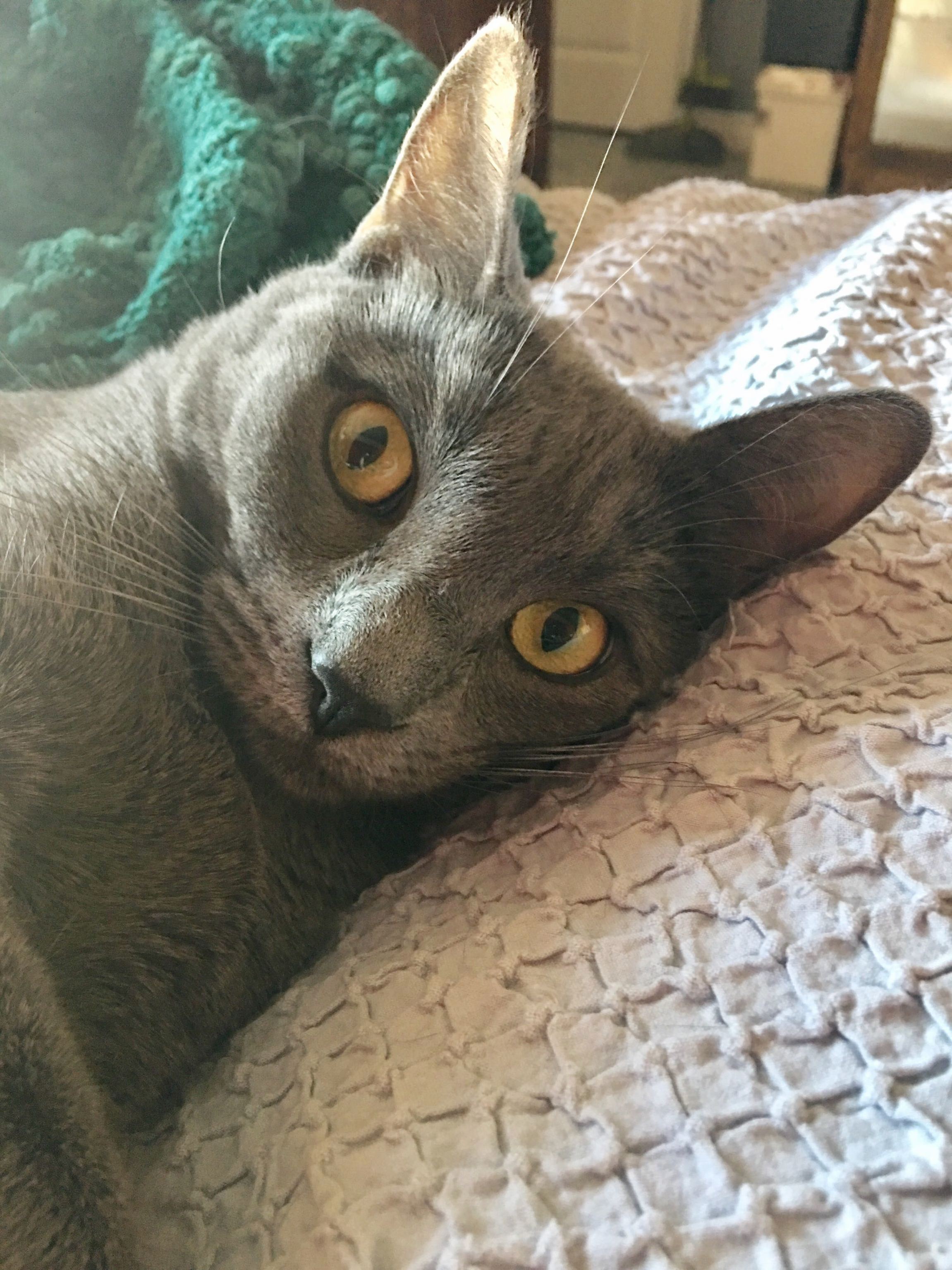 My Gorgeous Graybie Lillian