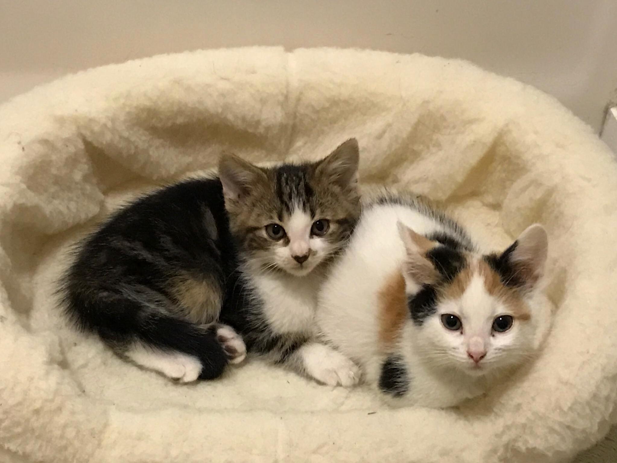My Grandparents Got Kittens Meet Bailey and Sophie
