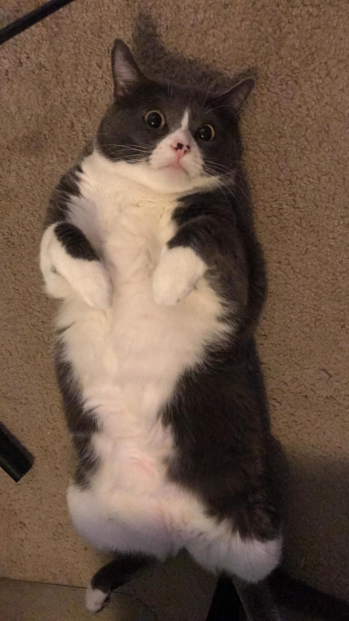 My Ham of Cat