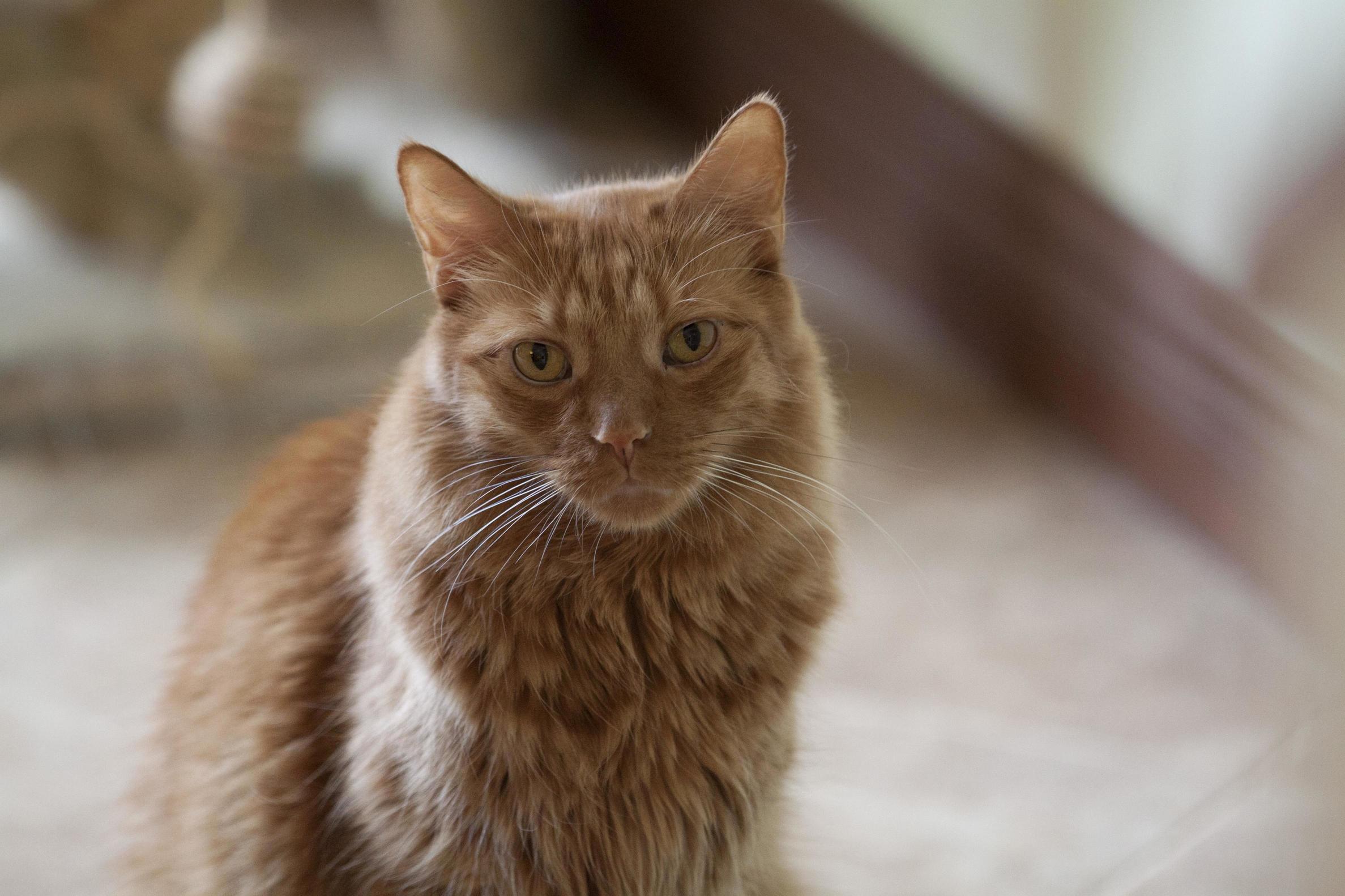 My Handsome Boy Pumpkin Left Me Today at the Age of Only 9. I Am Heartbroken.