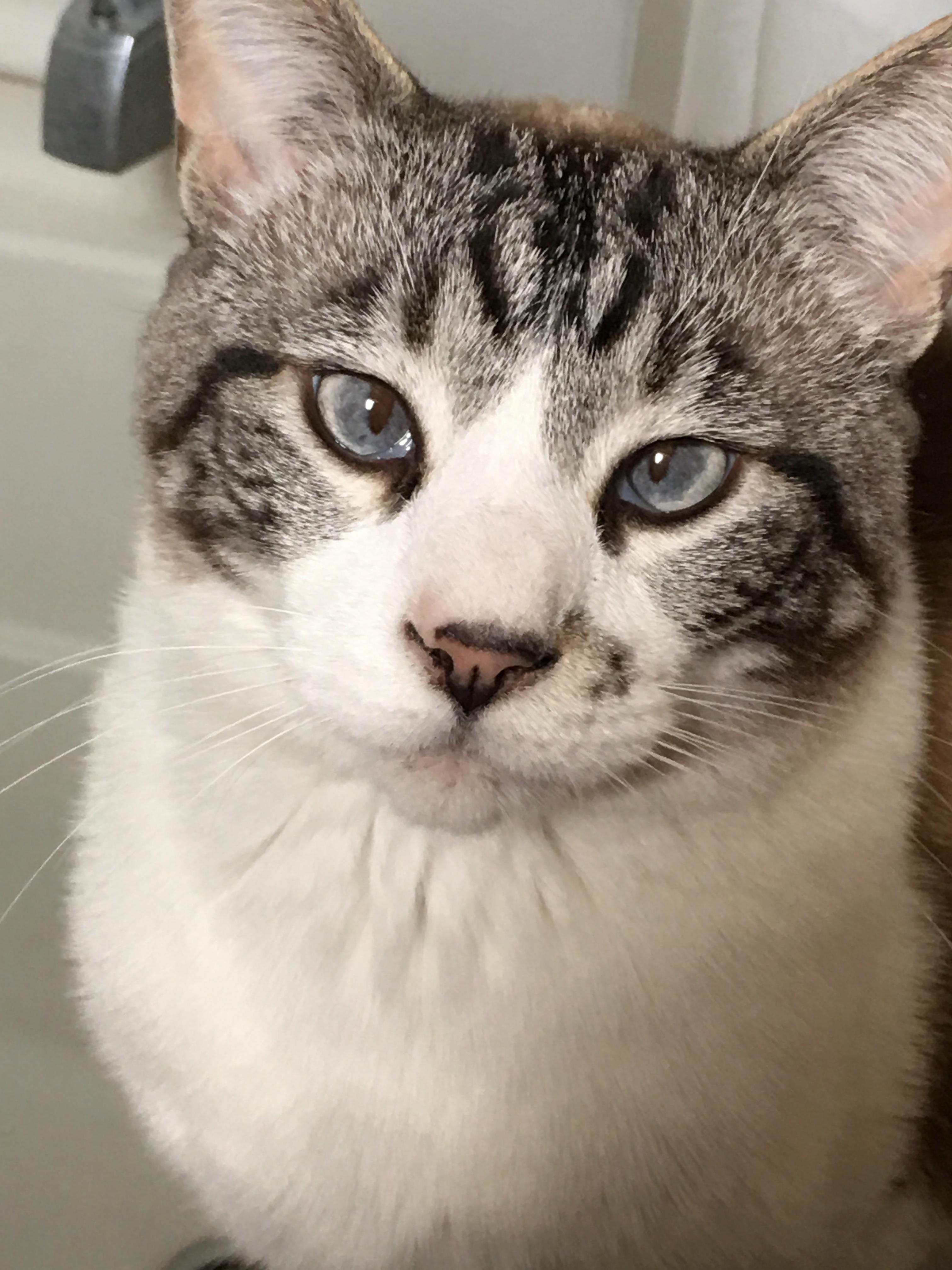 My Handsome Cat Snowden Always Sits Next to Me While Im on the Toilet