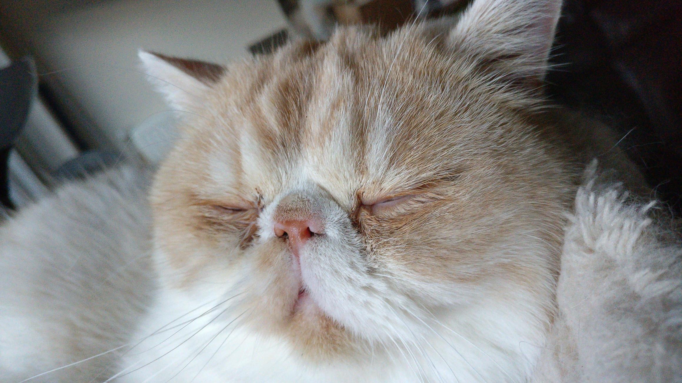 My Happy Exotic Shorthair. Also Opinion in Comments.