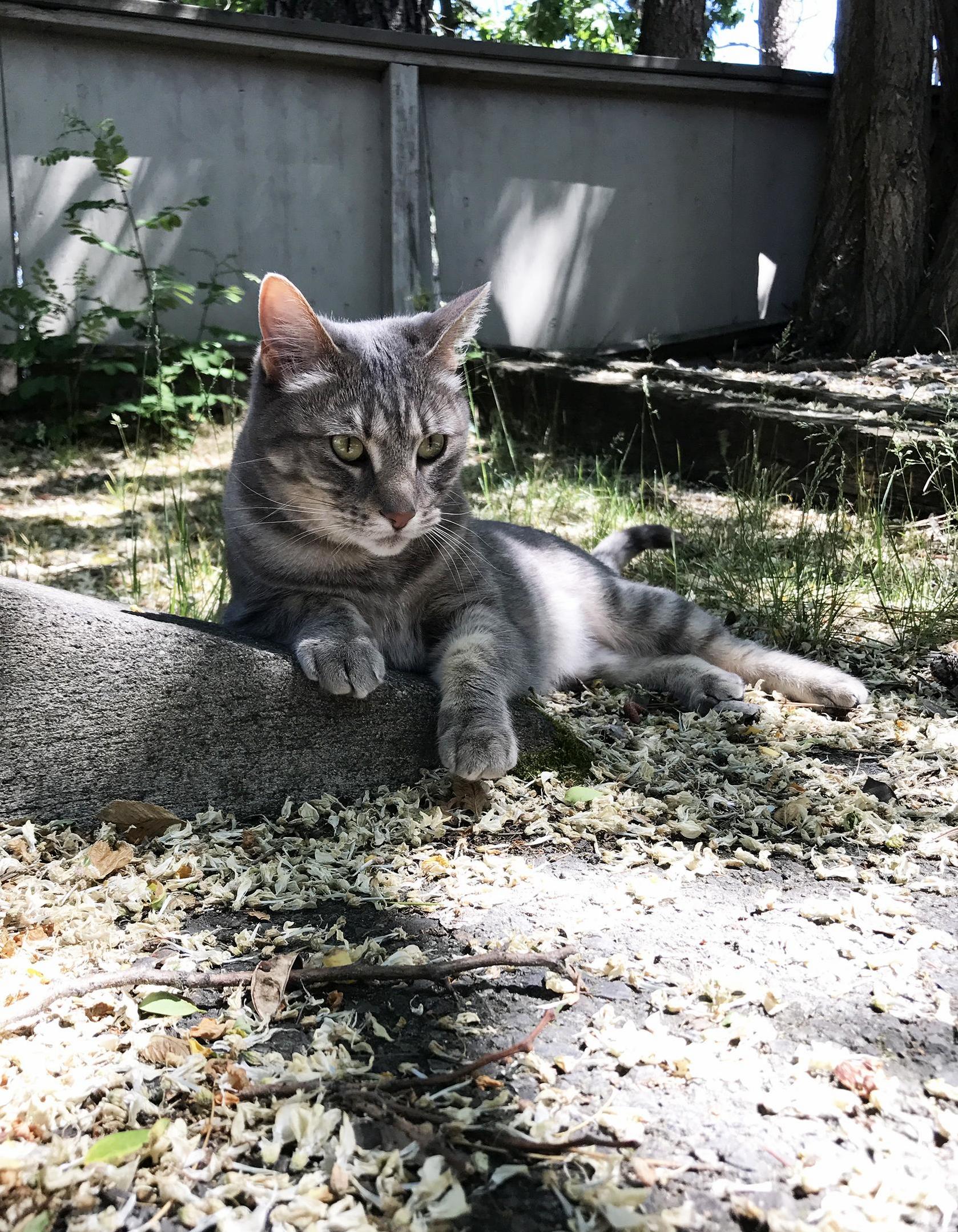 My Indoor Cat Really Needed to Go Outside So She Could ... Lay Down.