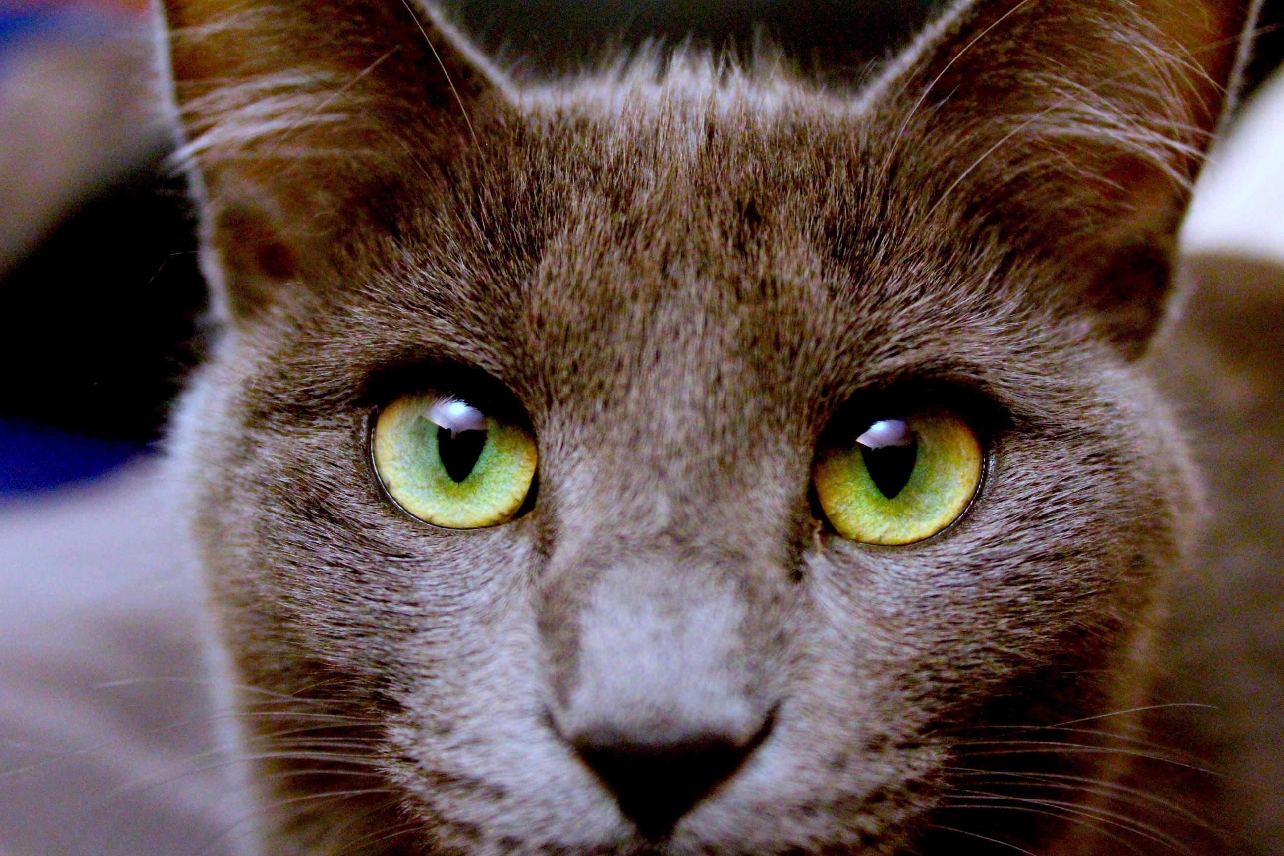 My Kitten