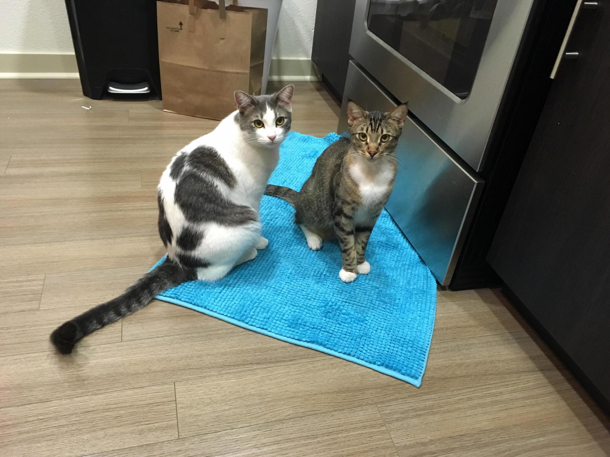 My Kitties Maple and Rhonin