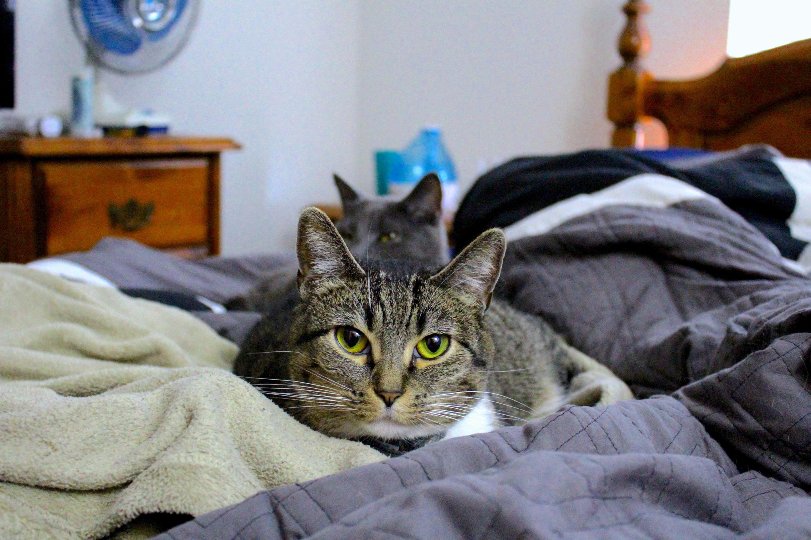 My Kitties Think They Own the Bed