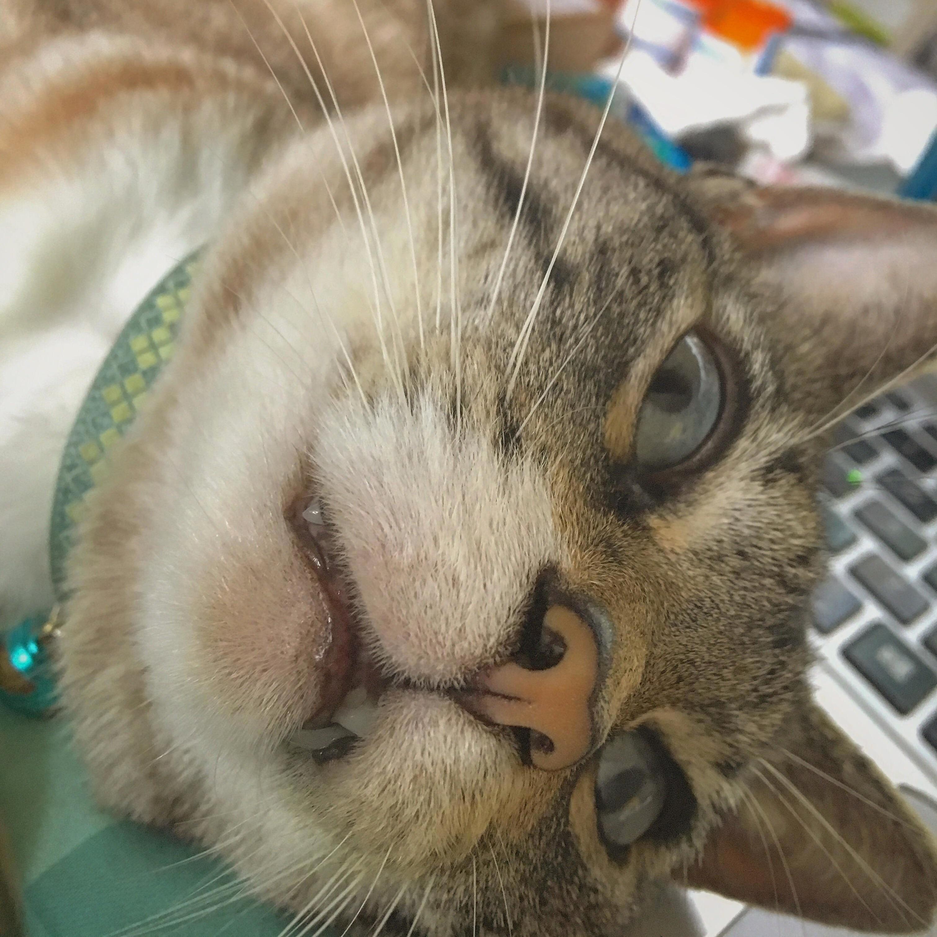 My Kitty Tiffany Doesnt Like Being Woken Up
