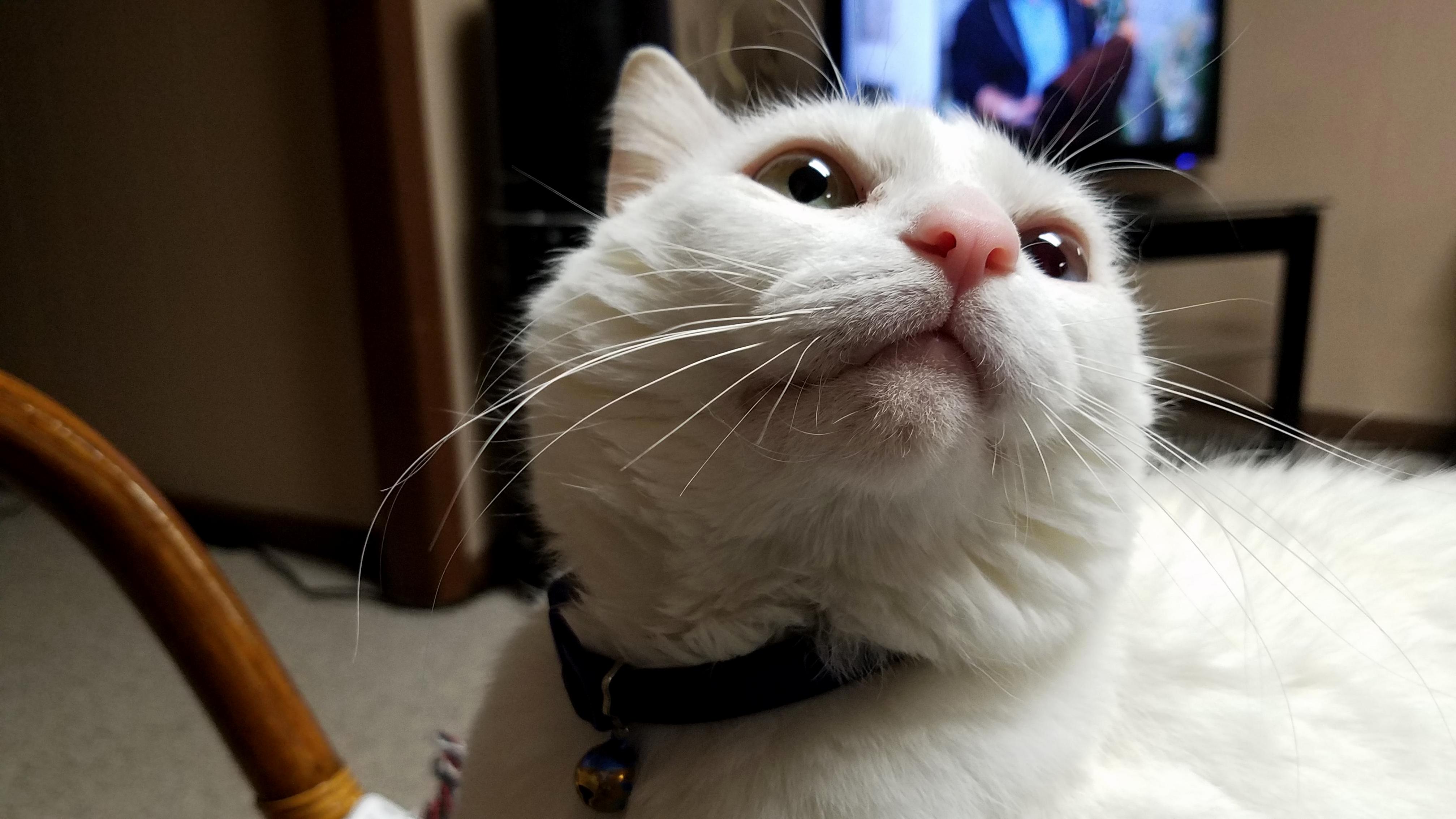 My Kittys Face Upon My Arrival Back in the United States. Love Her.
