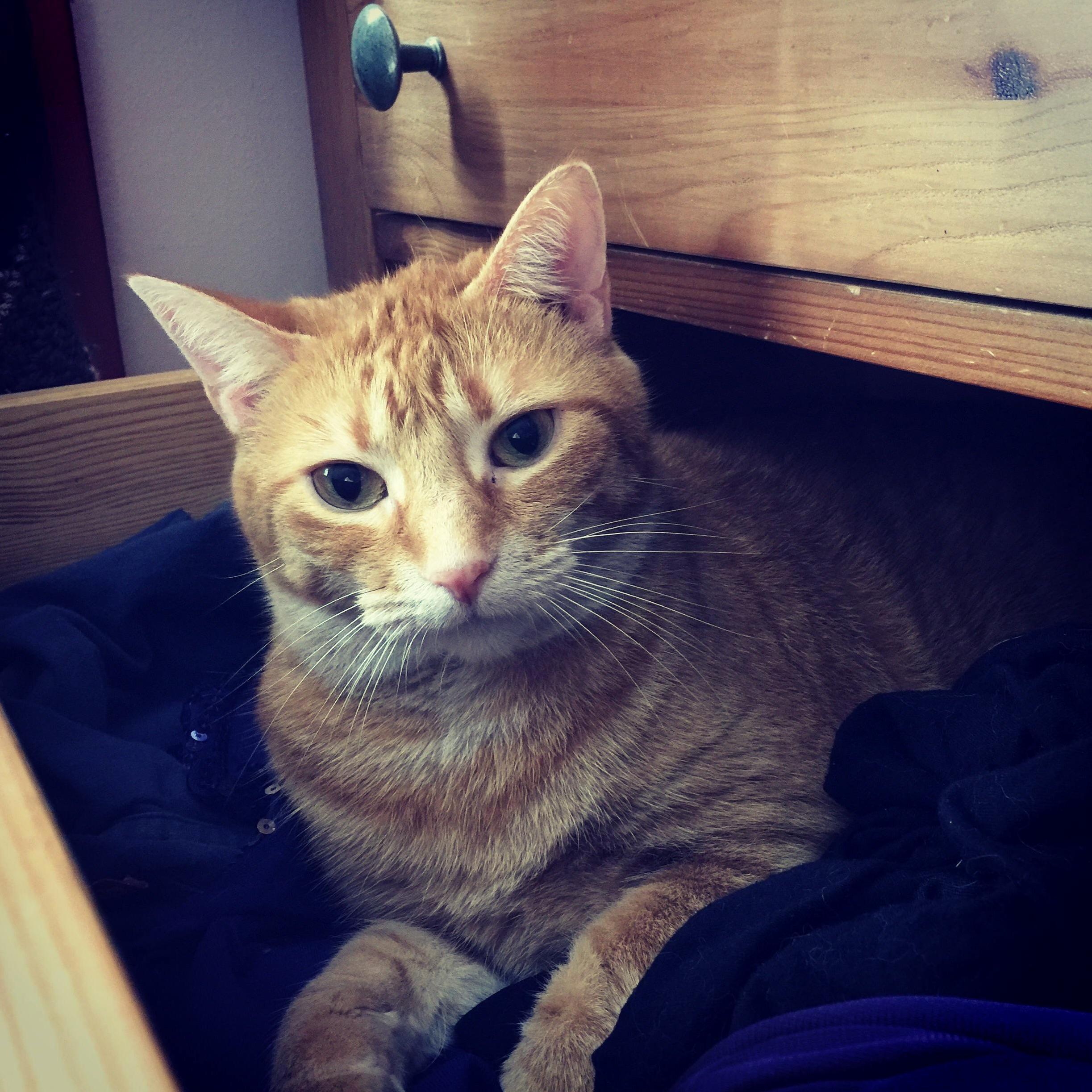 My Laundry Assistant Moomoo.
