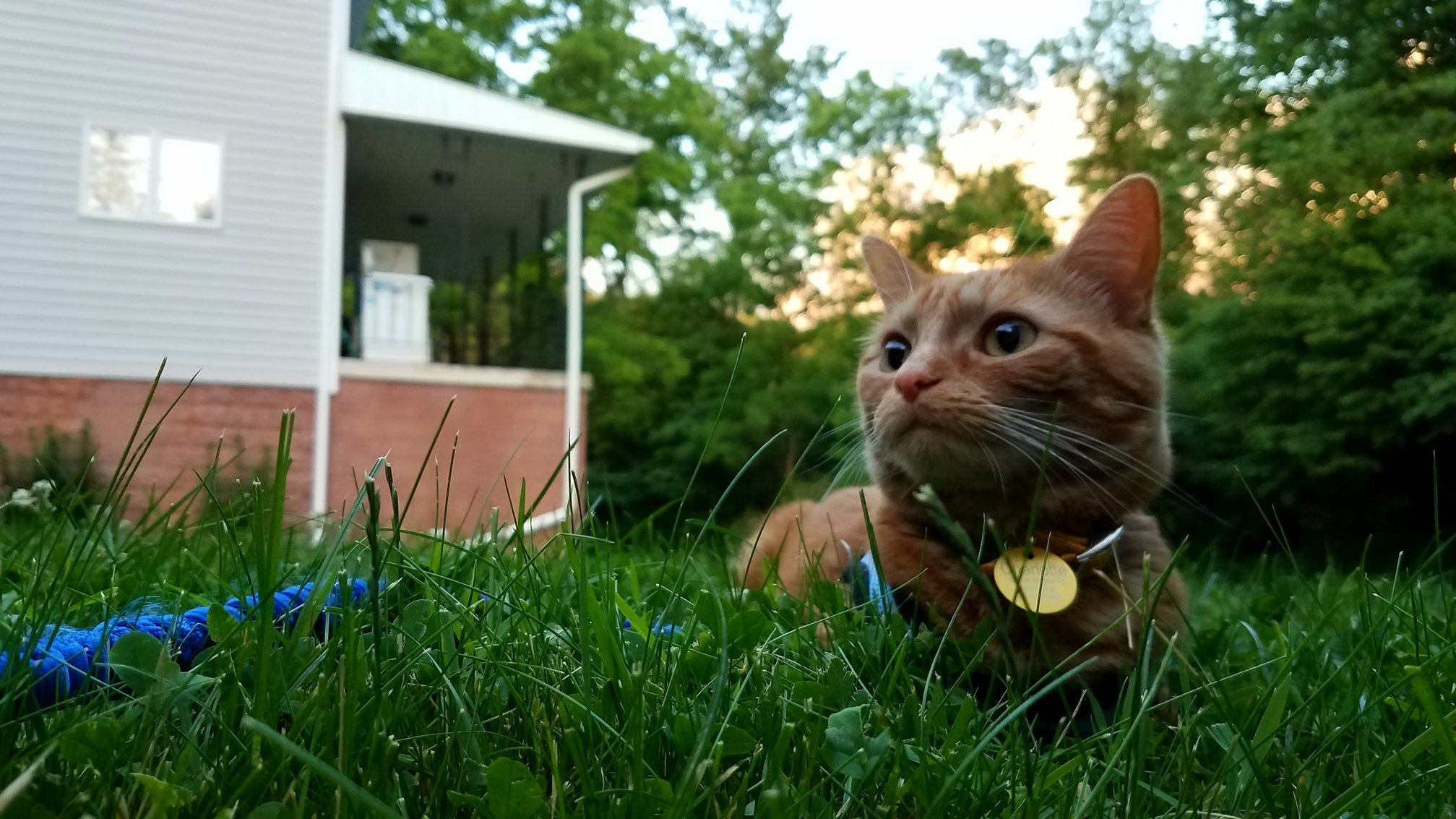 My Lioness Charlotte Taking a Break on Our Walk