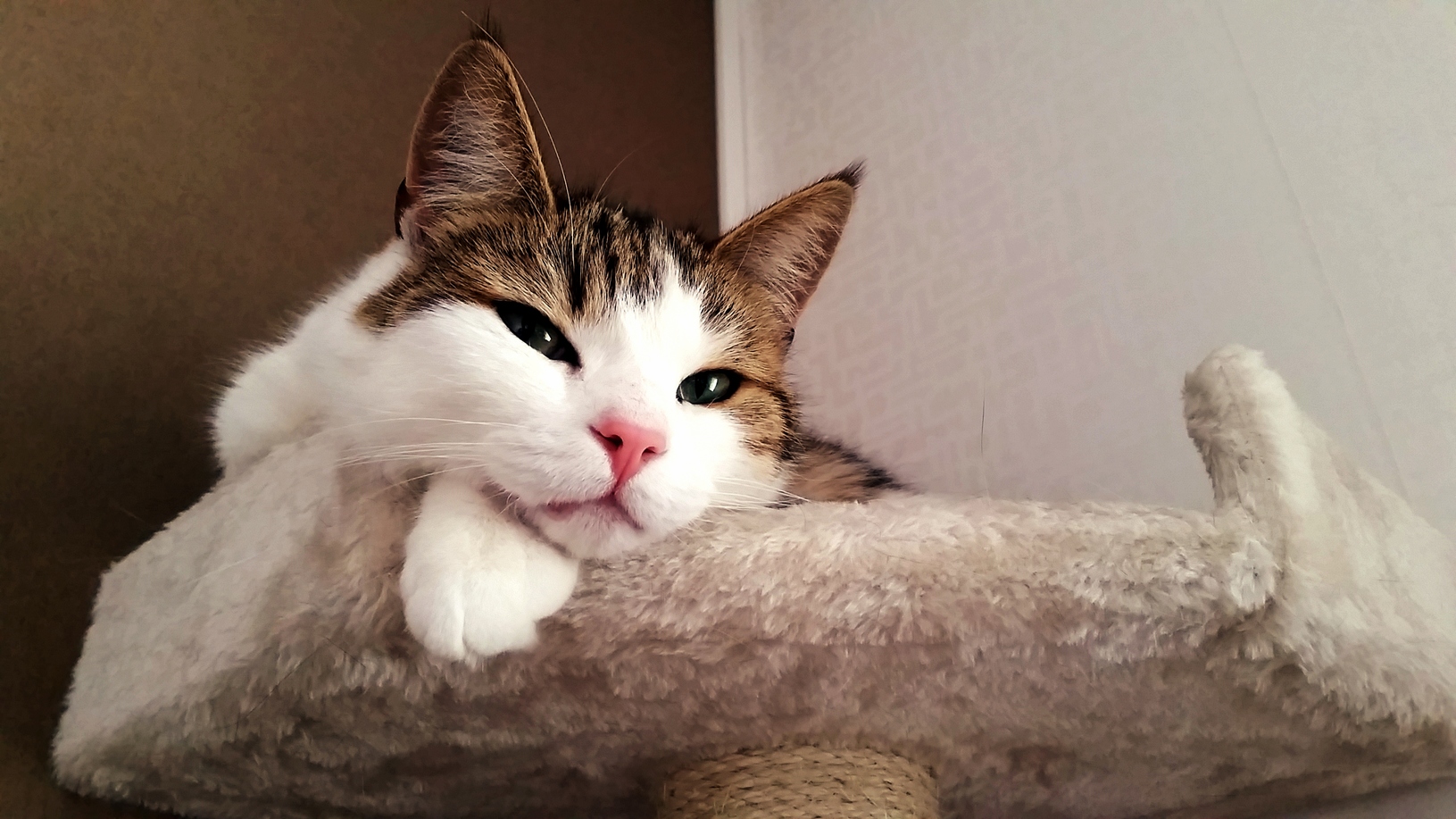 My Little Diva