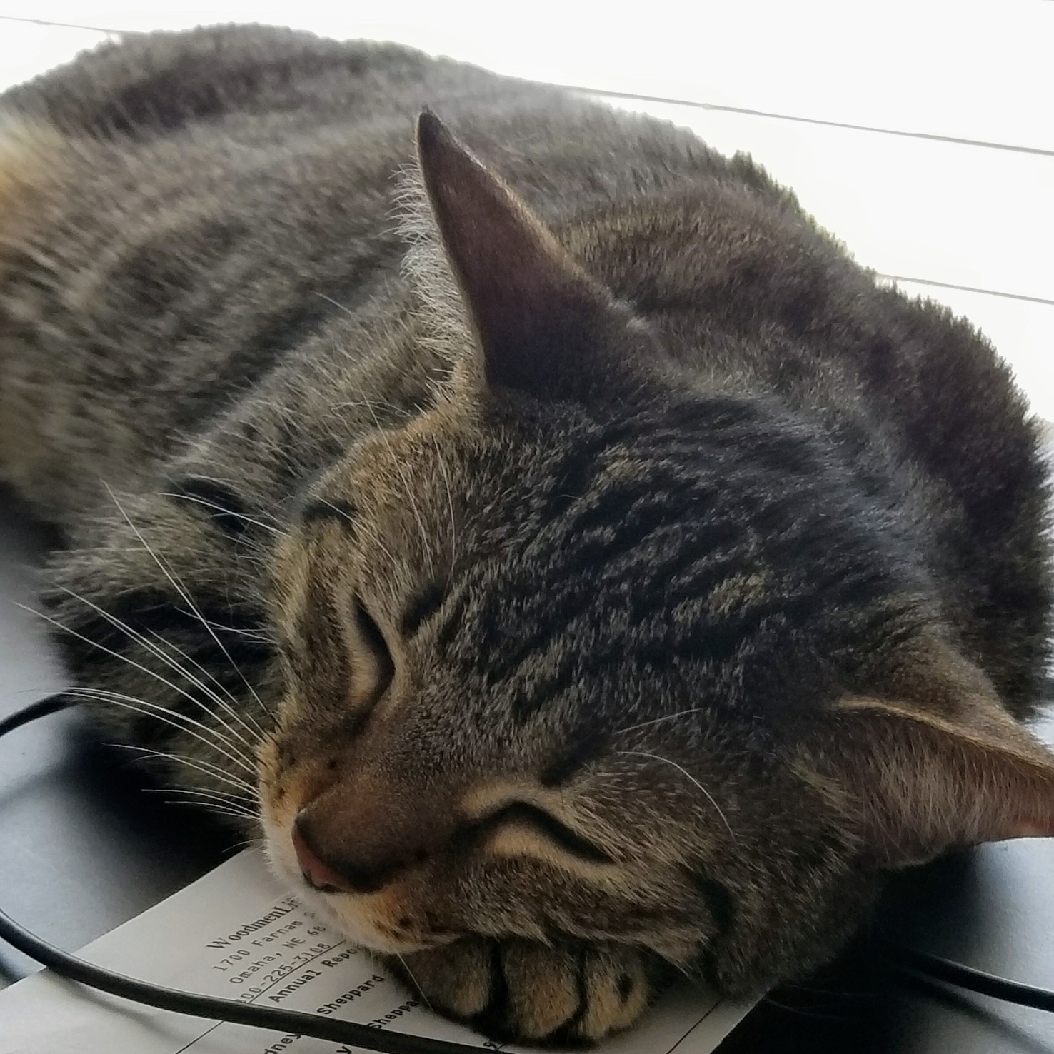 My Little Gabby Sleeping on My Desk.