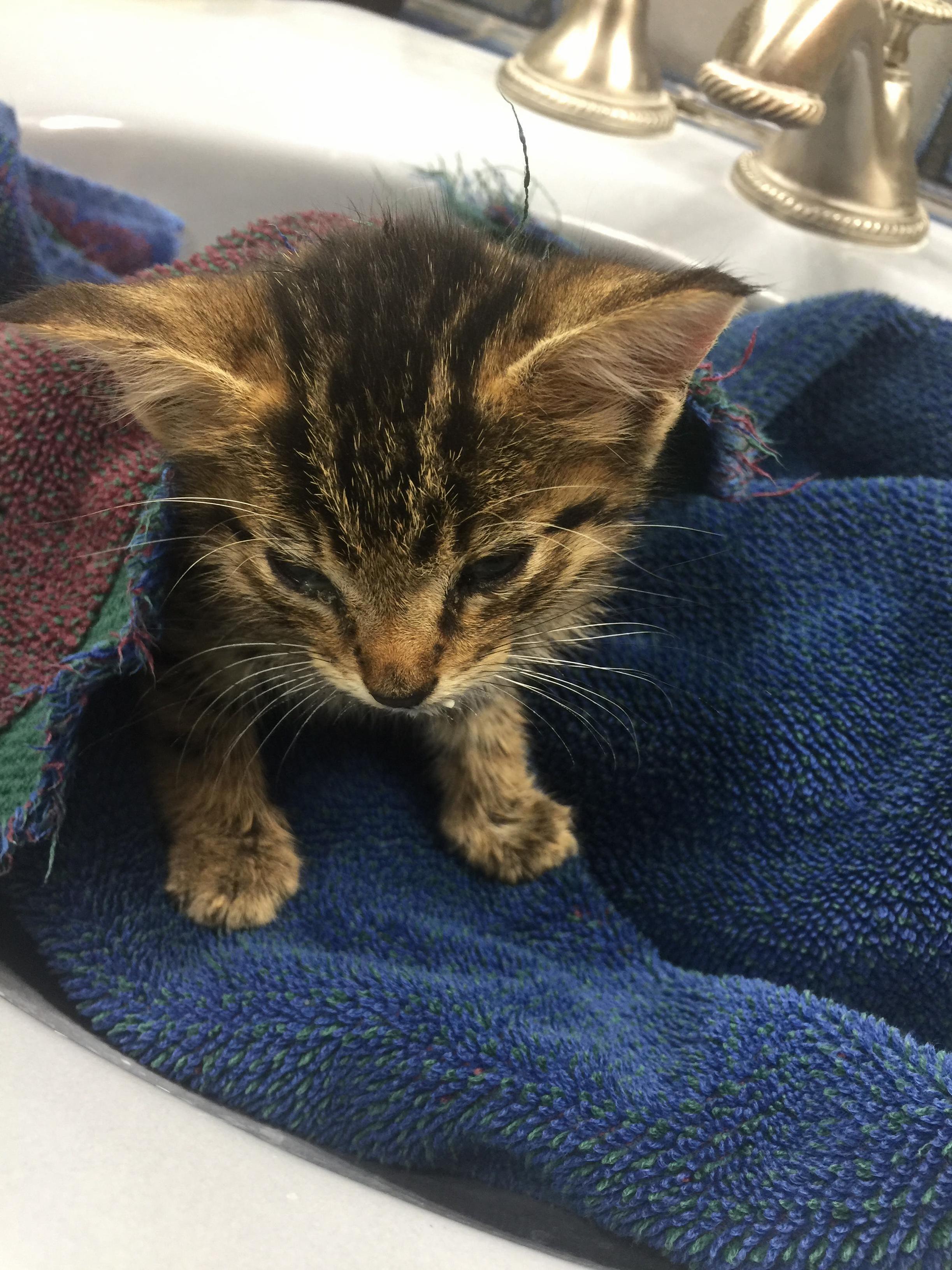 My Little Kitten I Never Met