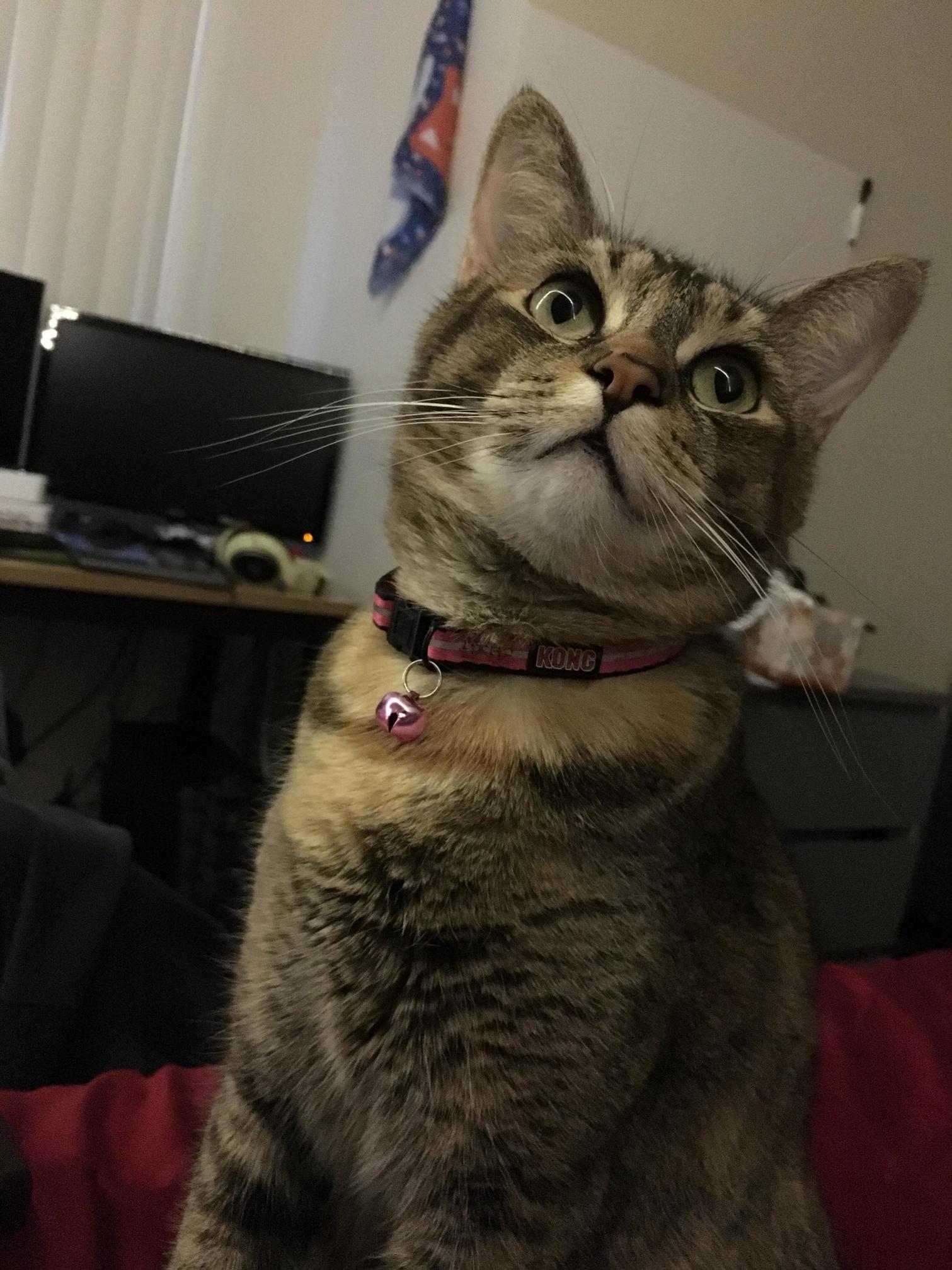 My Little Nose Biter.