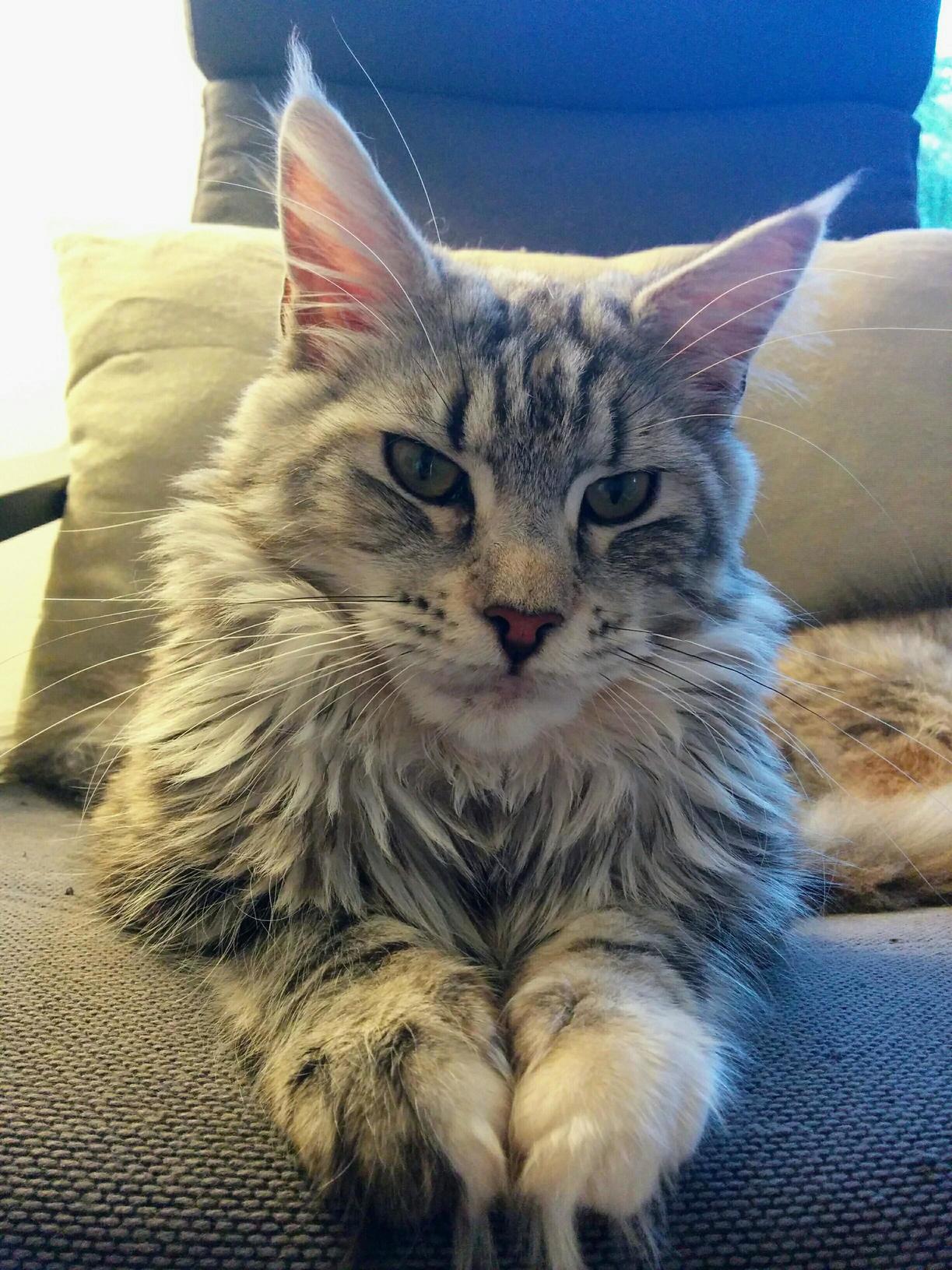 My Little Snow Leopard