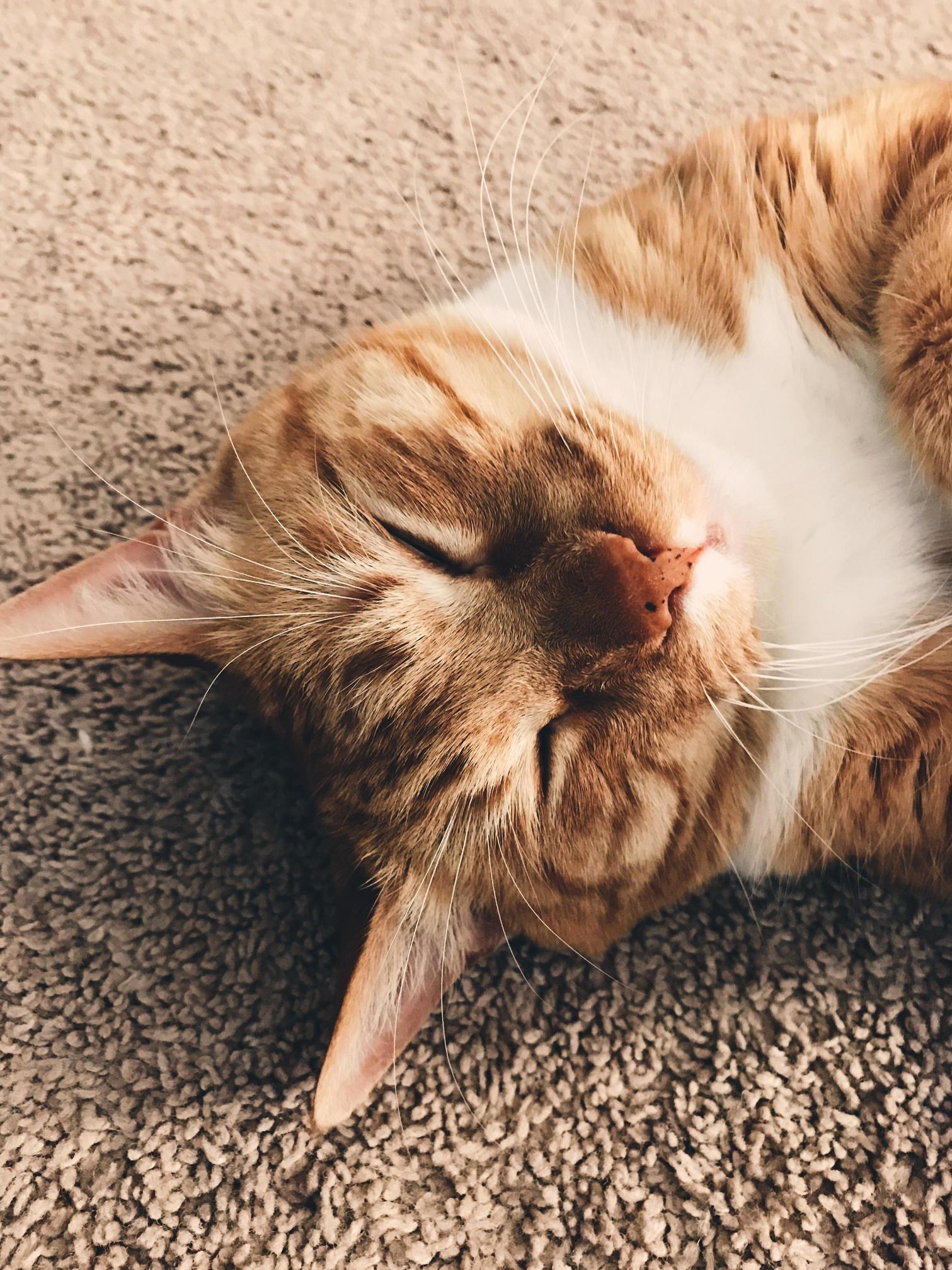 My Long Time Buddy. 15 Years Old