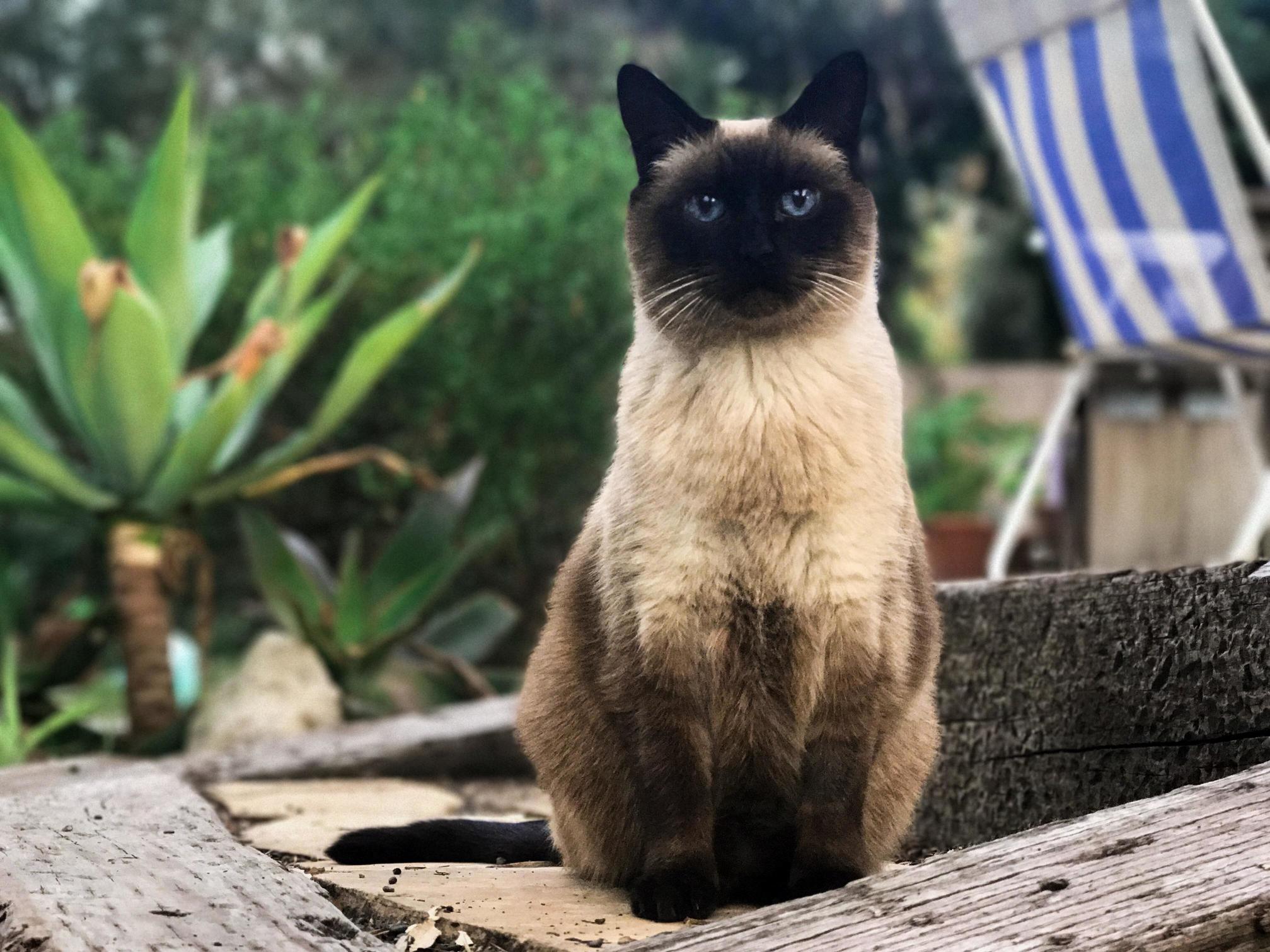 My Lovely Siamese Named Rang