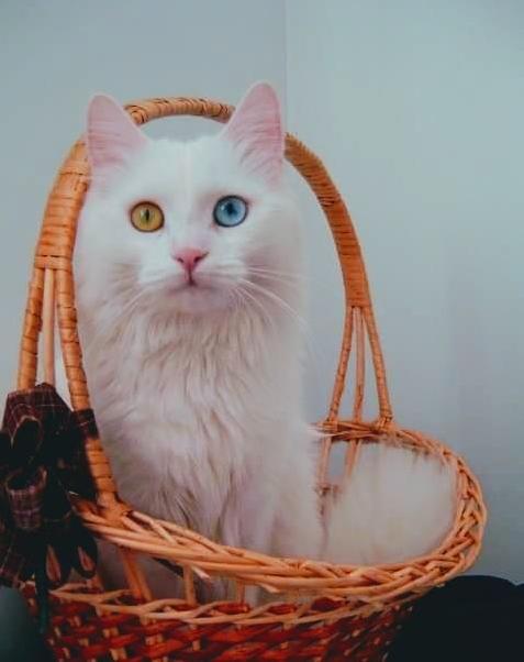 My Lovely Vanilla That Im Always Calling Bibi