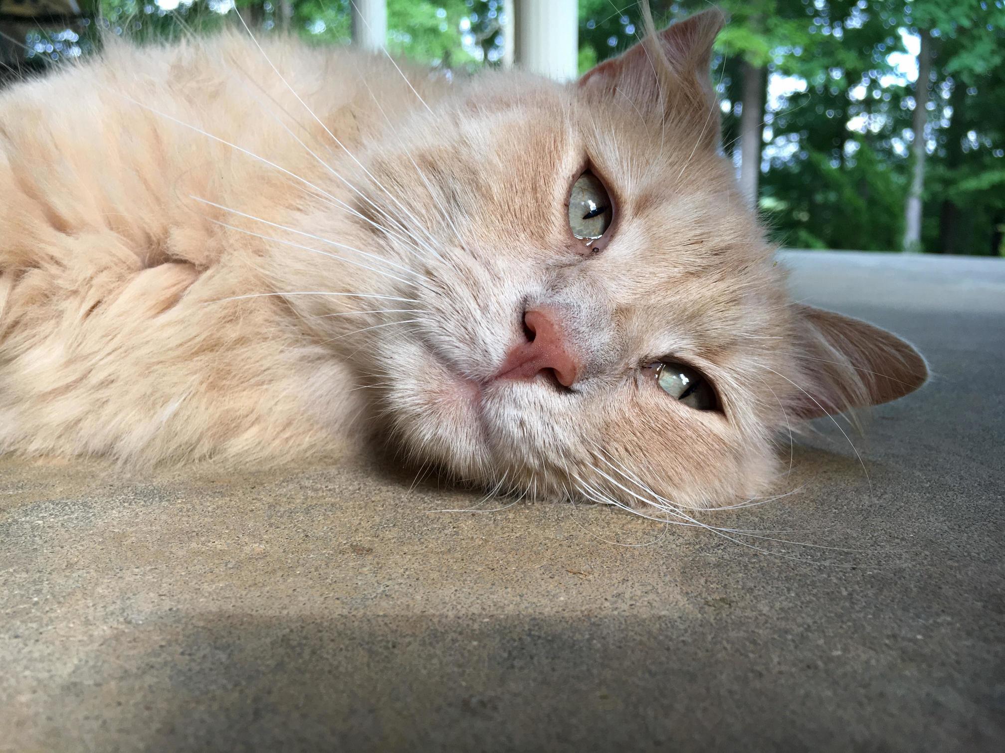 My Mightiest Mouser Sugar Ray