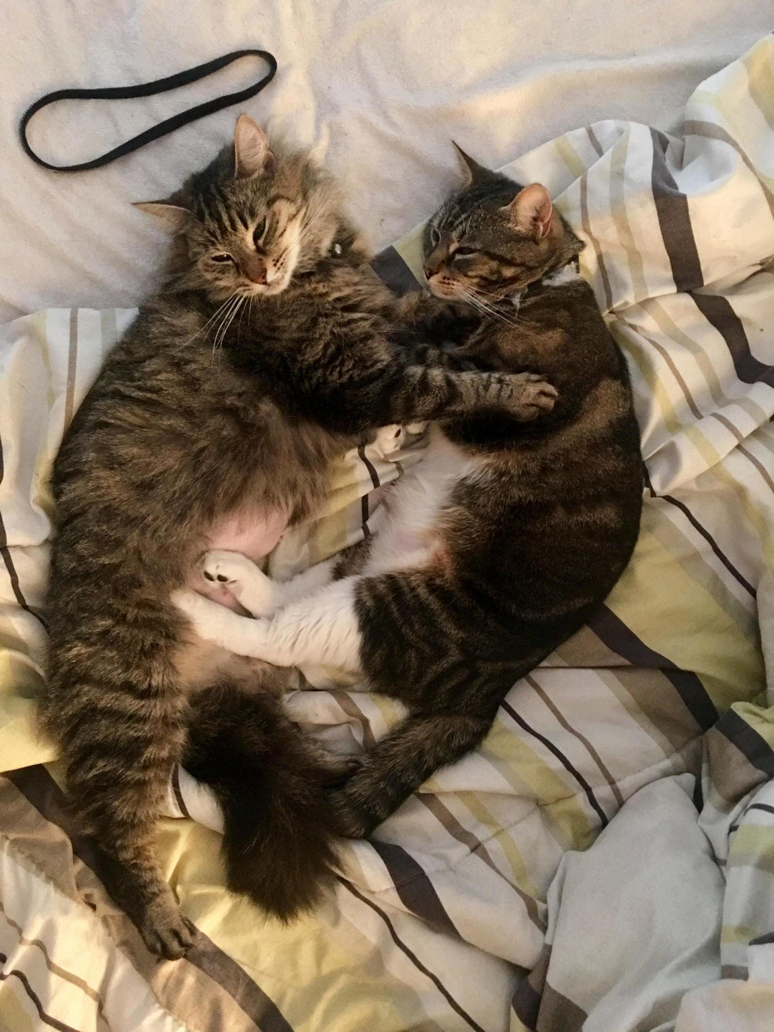 My Mischievous Angels