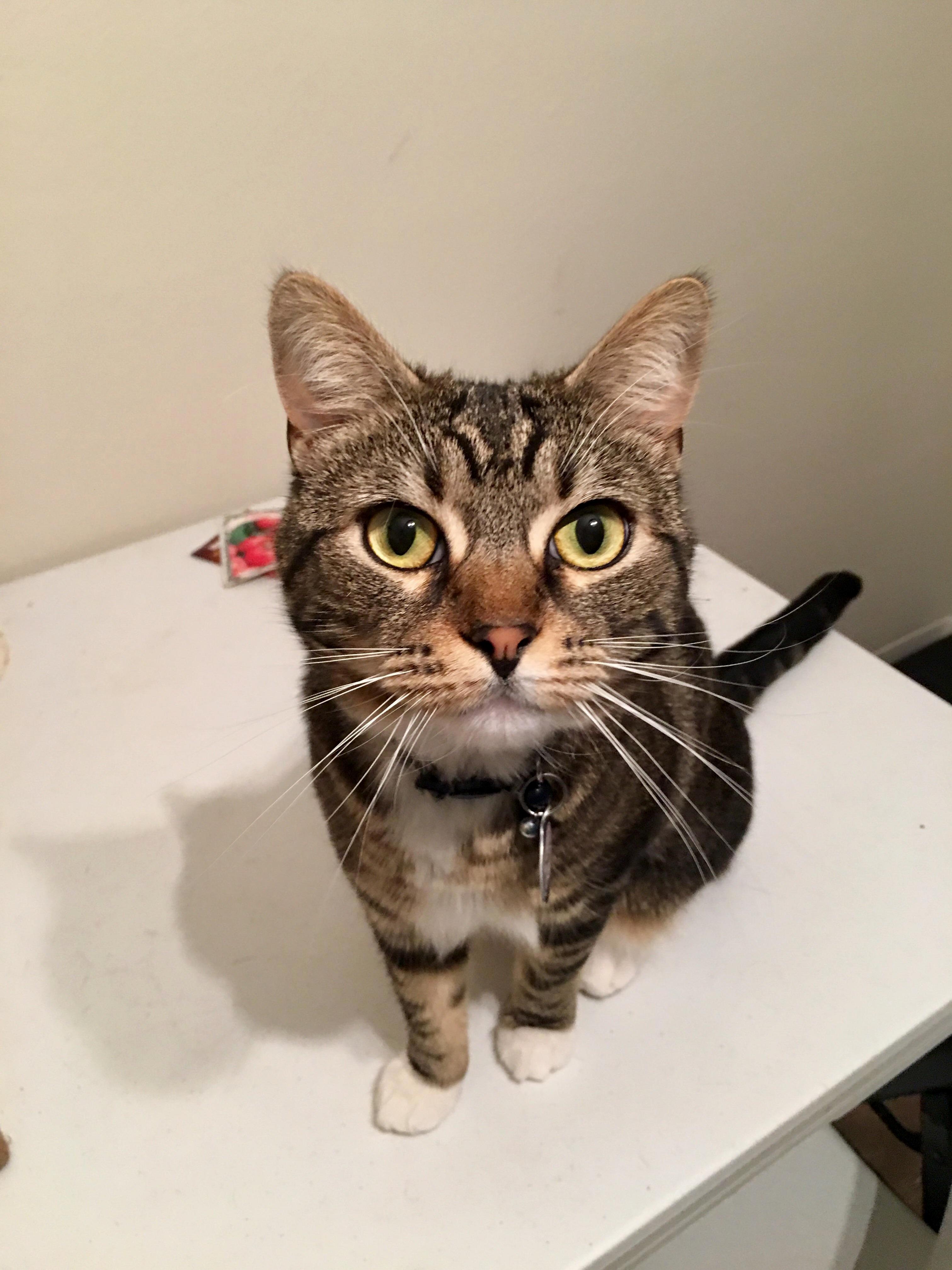My Mr. Man Finally Stood Still Long Enough for a Photo.