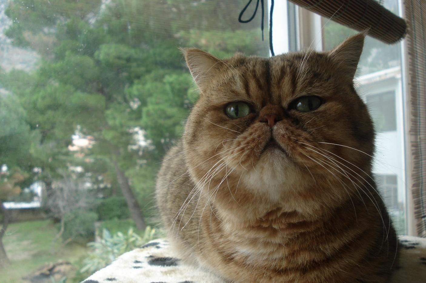 My Name Is Don Corleone and Even Though Im 8 Today Im Still a Kitten.