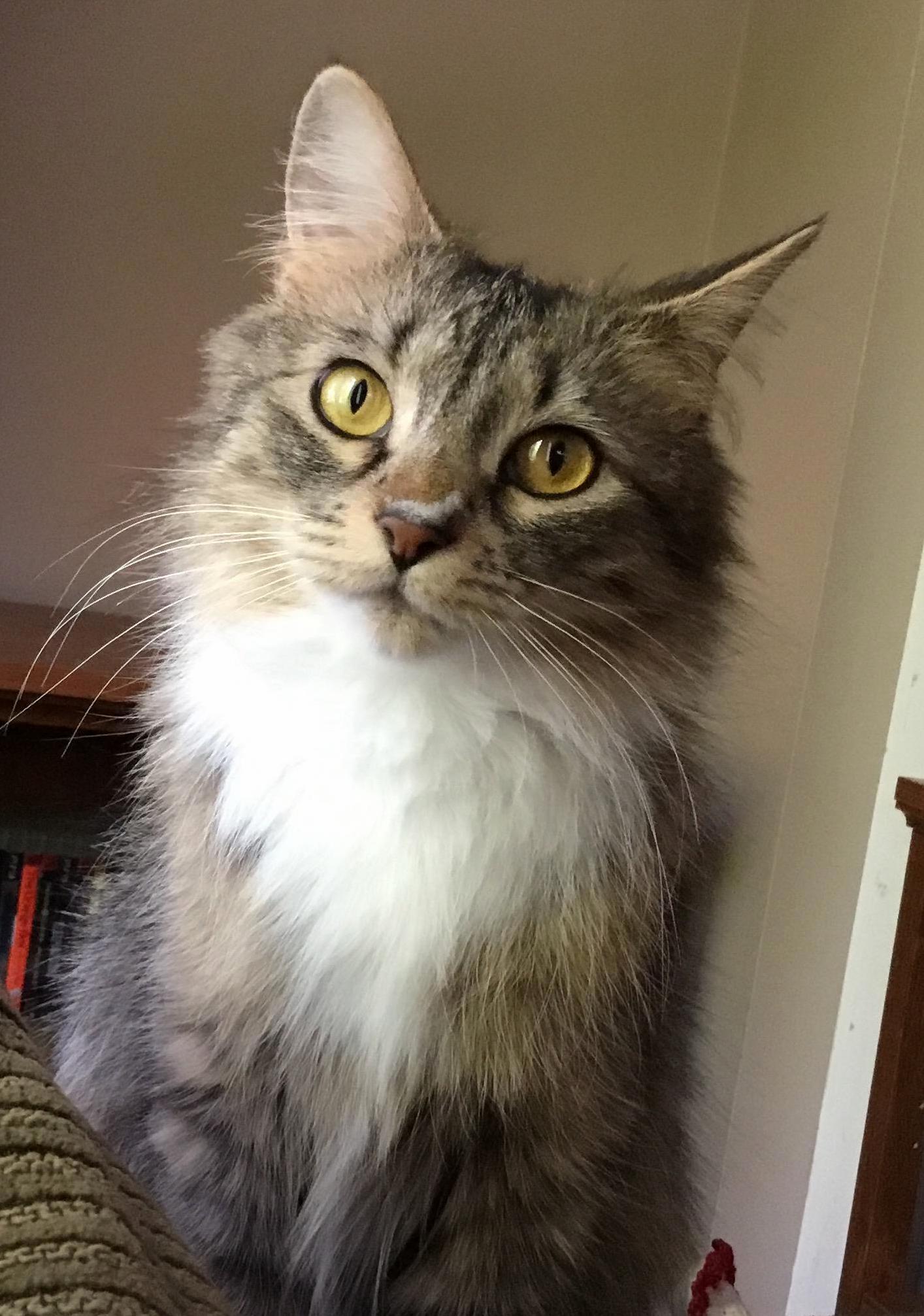 My Name Is Shasta 1 Month After Adoption