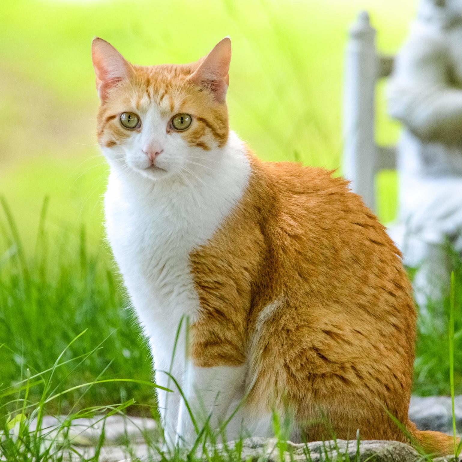 My Neighbors Cat Spike