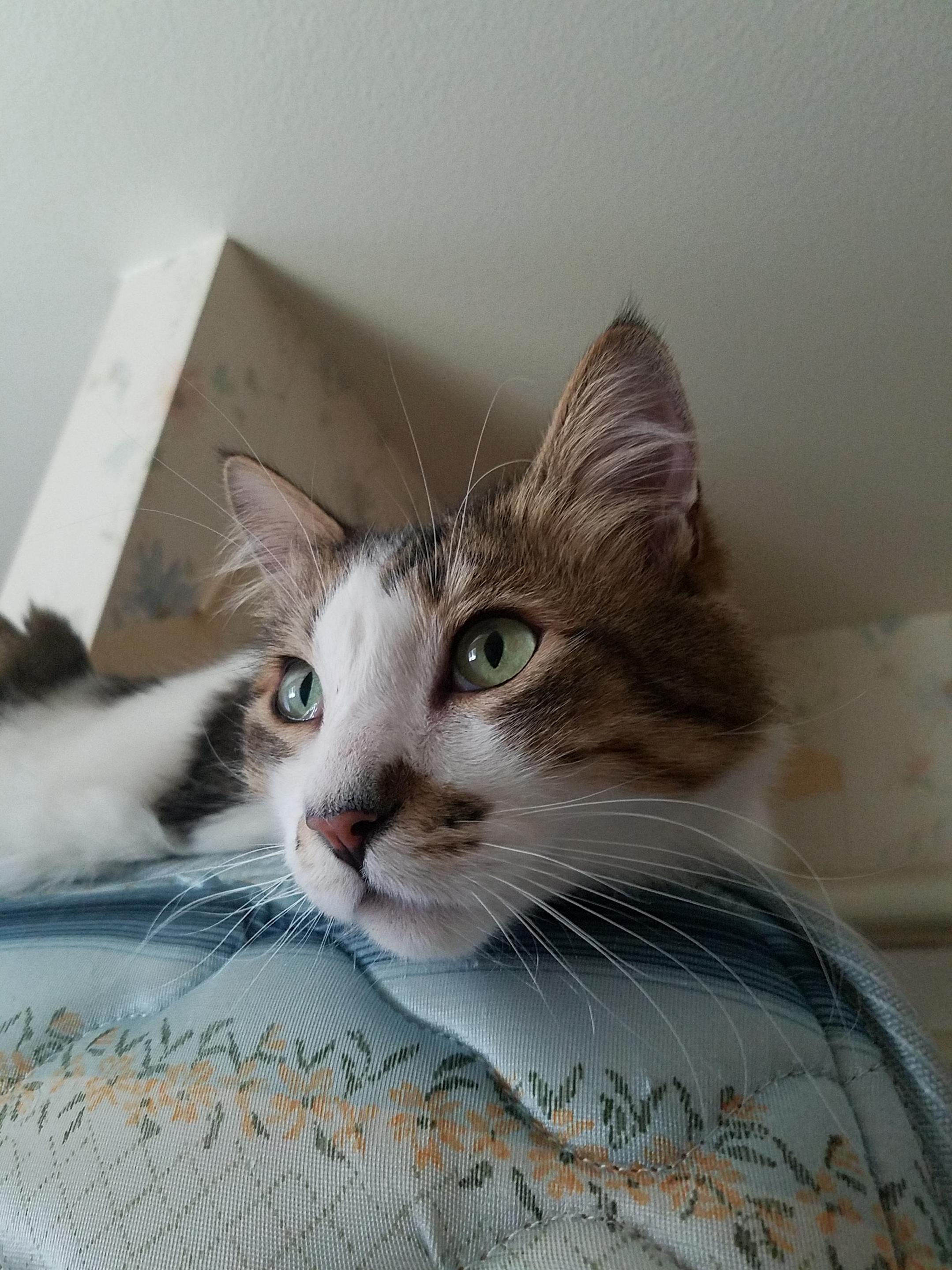 My New Buddy from the Spca Pedro.