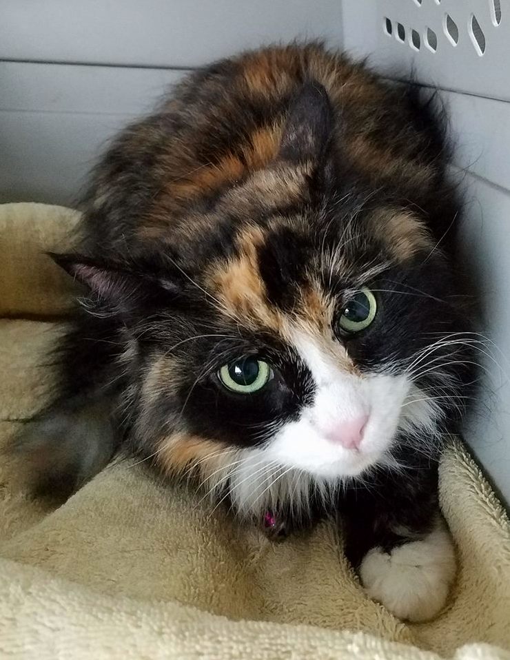 My New Rescue Princess Bandit