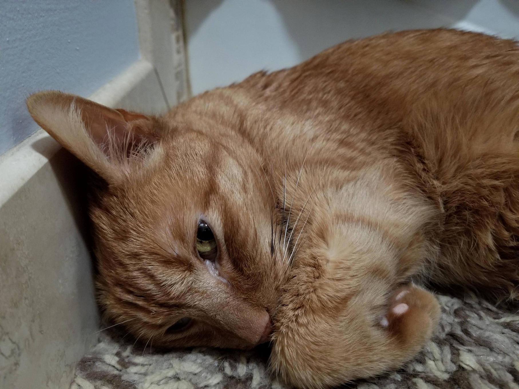My Old Boy Chess Isnt Doing Well. ID Appreciate Some Good Thoughts Sent His Way As He Prepares for the End...