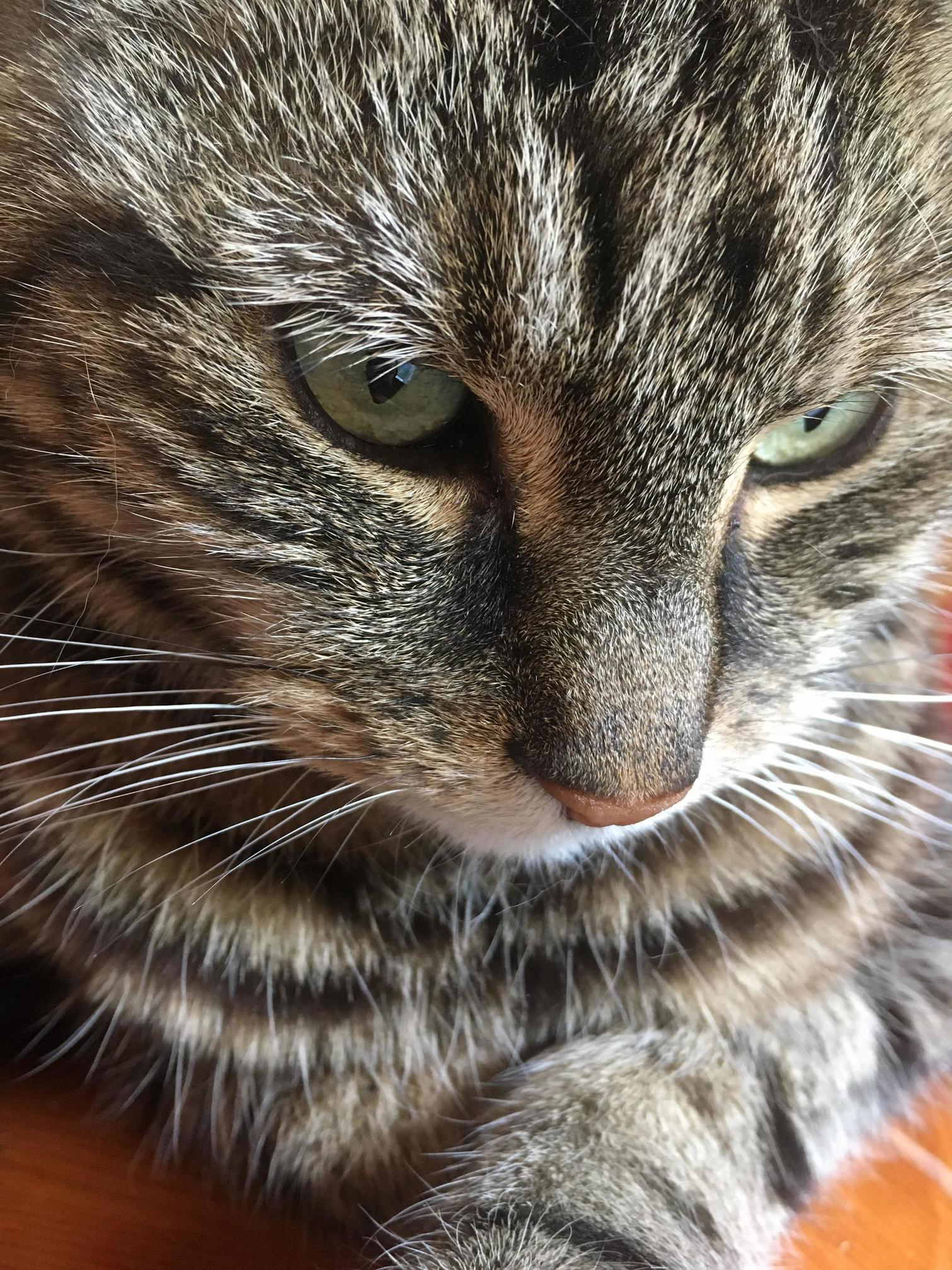 My Old Boy Contemplating Stuff This Morning