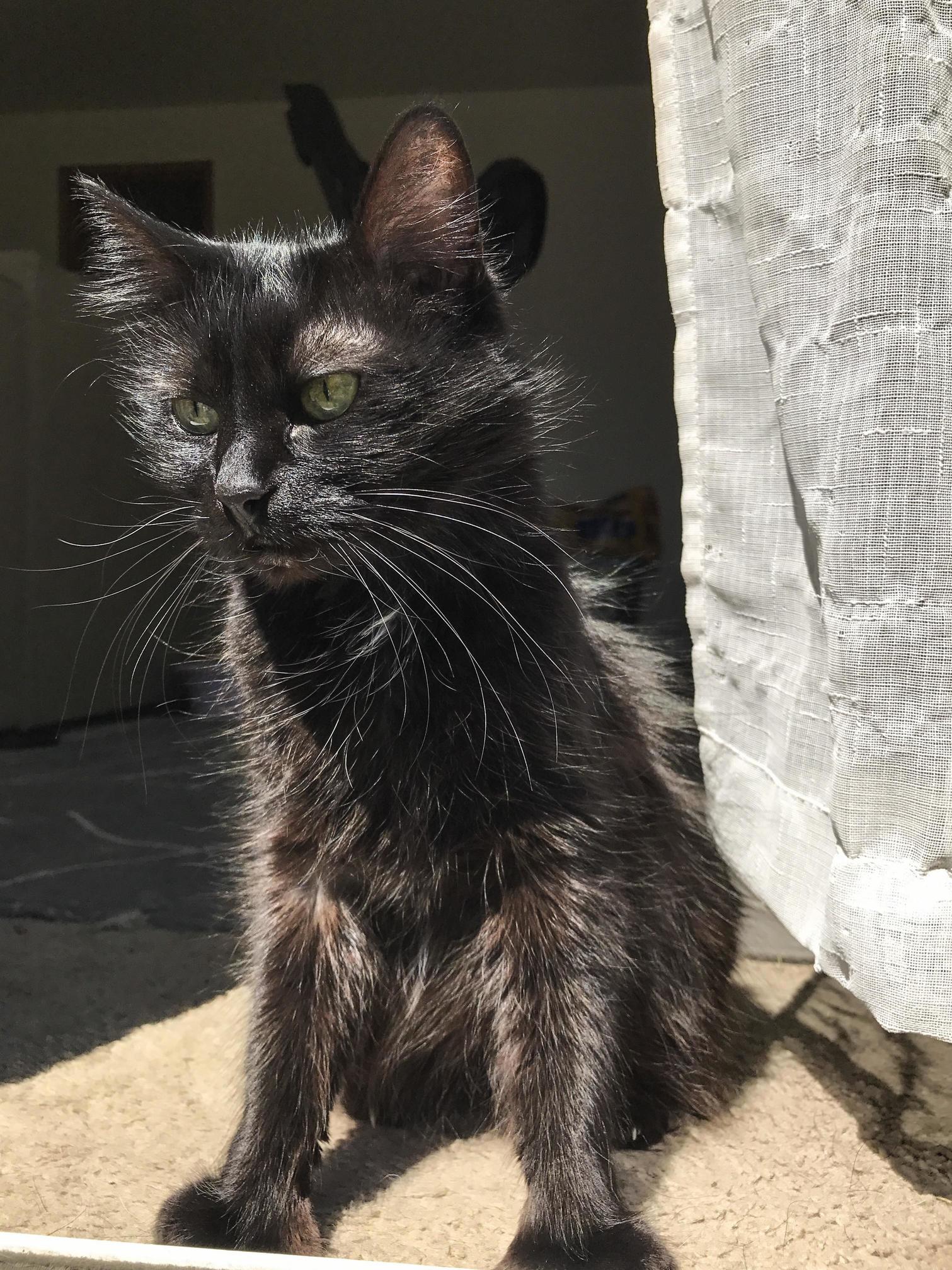 My Old Girl Enjoying the Sun