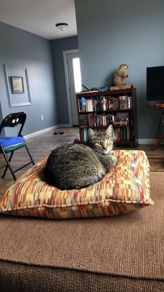 My Other Kitty Louie.