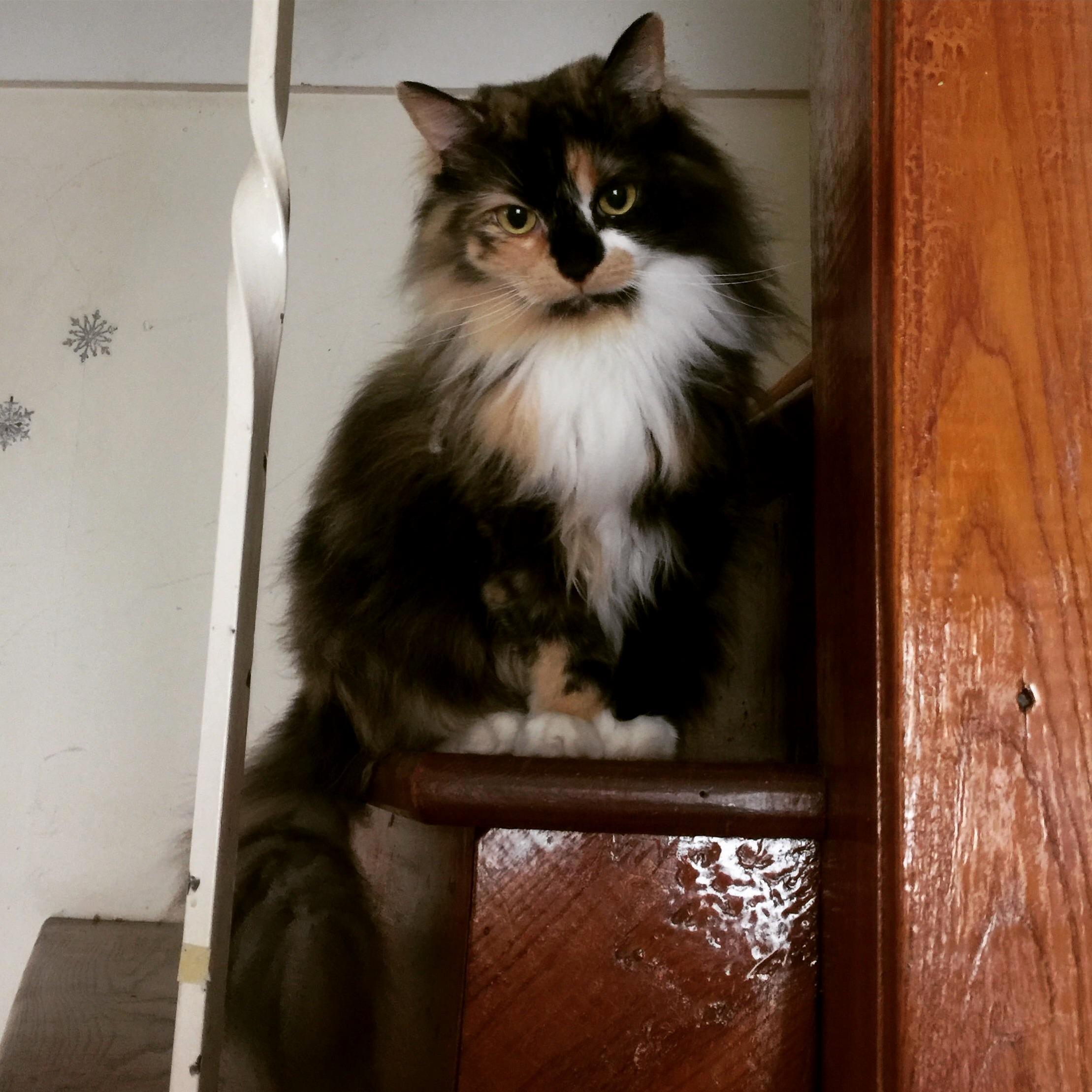 My Pretty Girl T-rah.