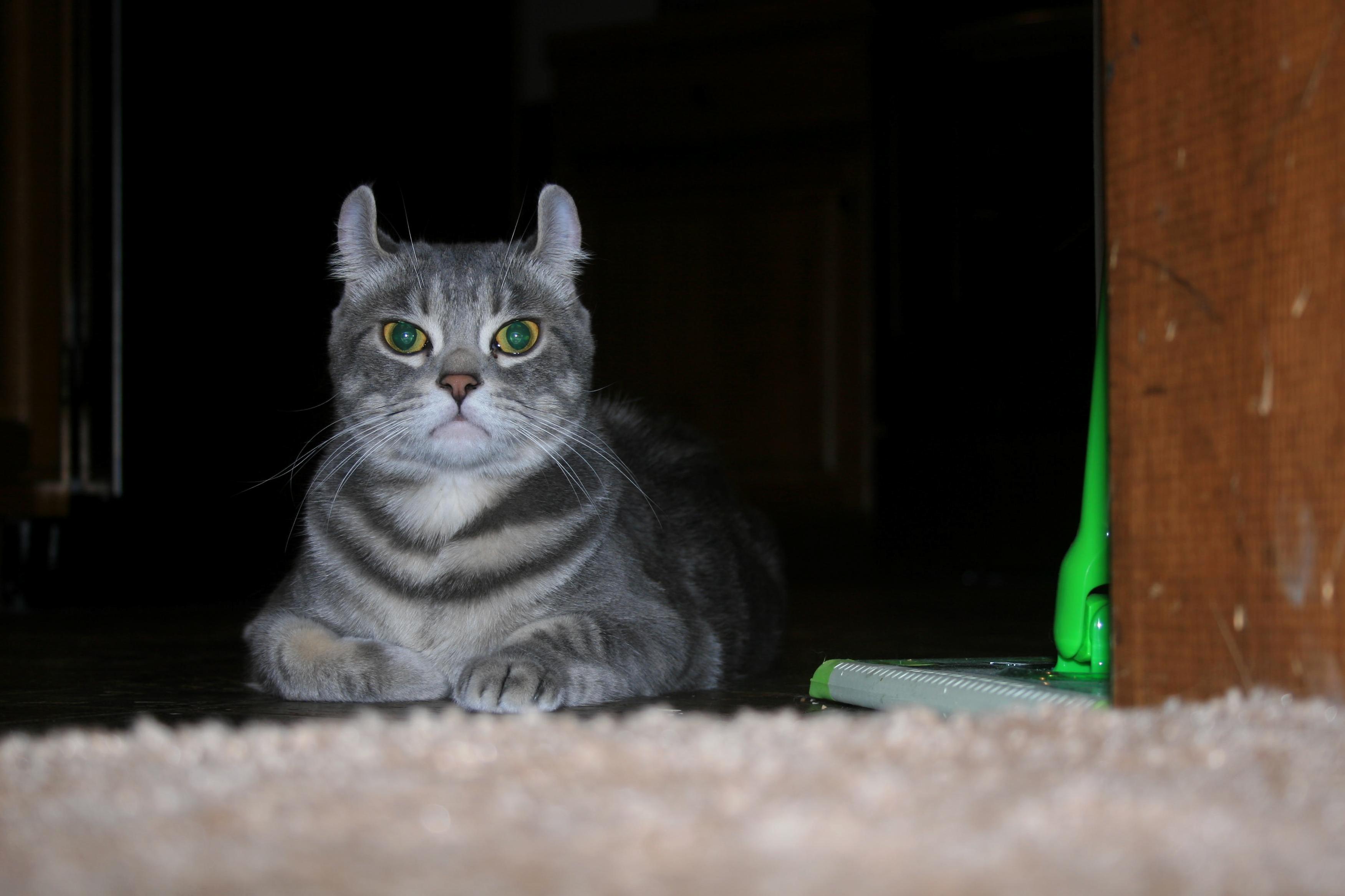 My Rather Satanic American Curlbengal Curly