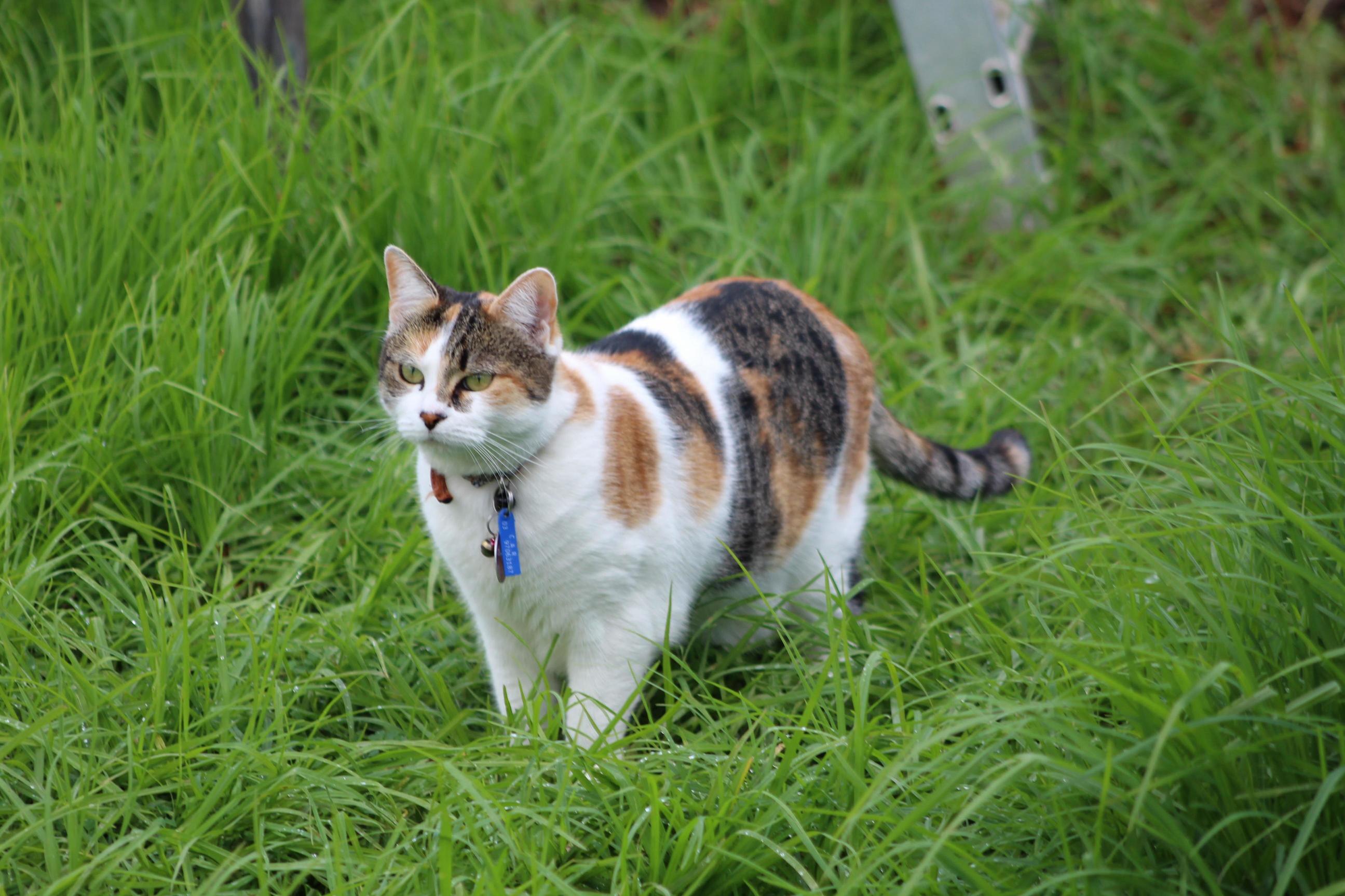 My Rescue Cat Blossom