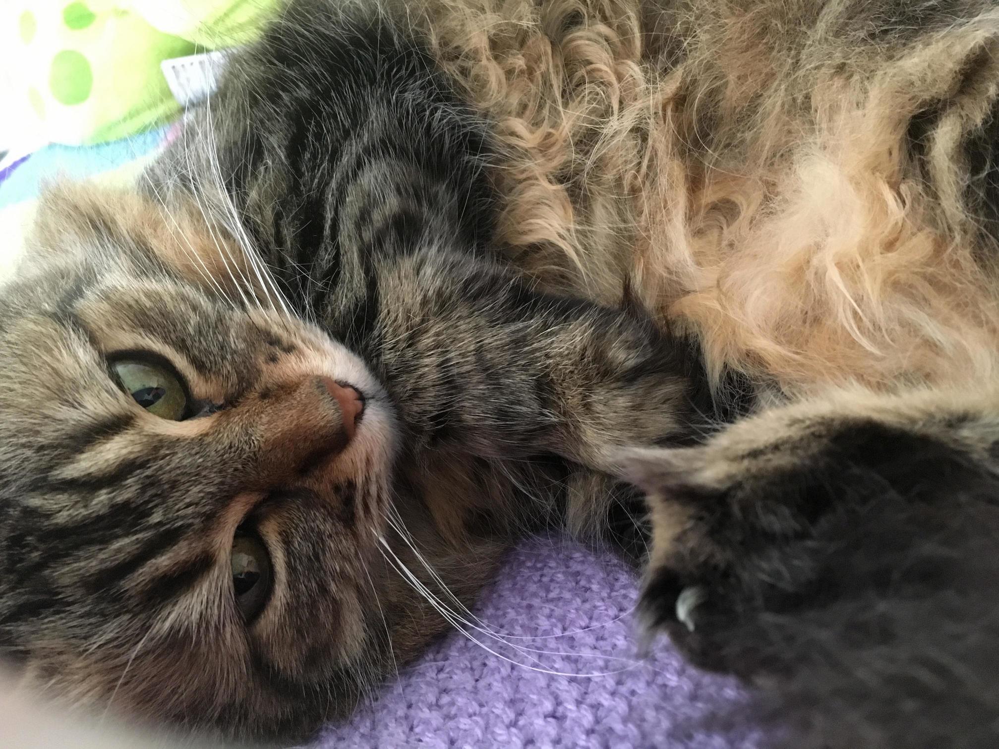 My Rescue Cat Lady Posing Again