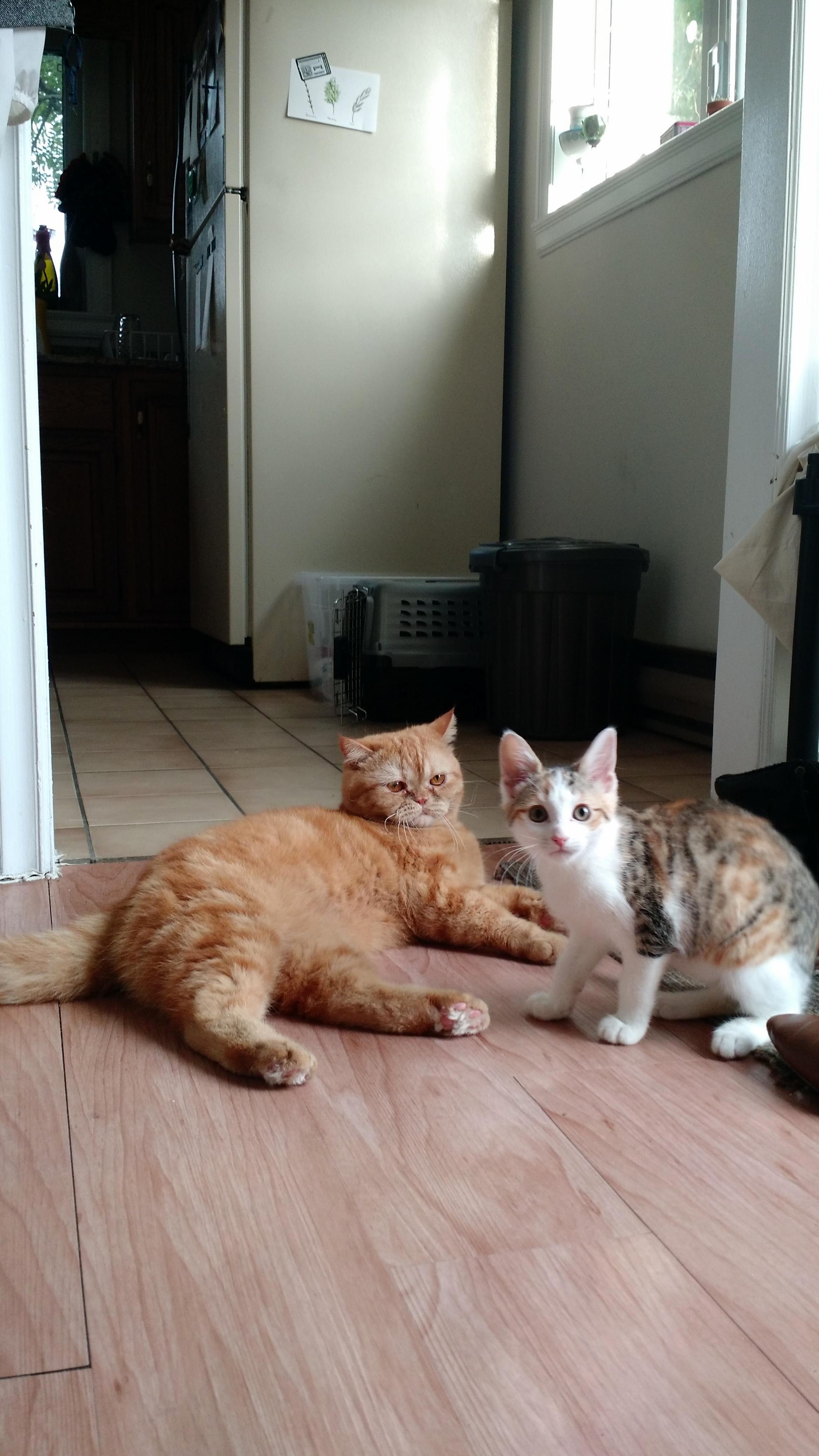 My Roommate Got a Kitten a Few Weeks Ago and Now Theyre Best Friends.