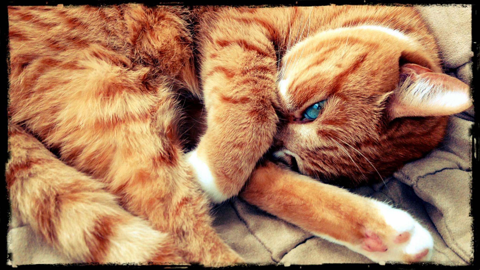 My Sammy Blue Eyes